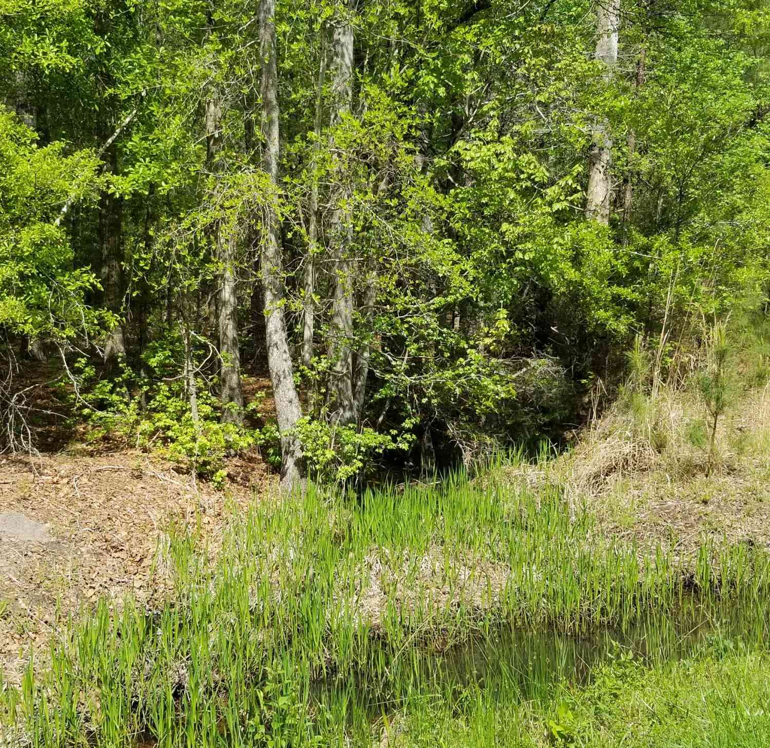 Vacant Land For Sale - 00 Rabb<br/> Colleton County, Walterboro, SC 29488