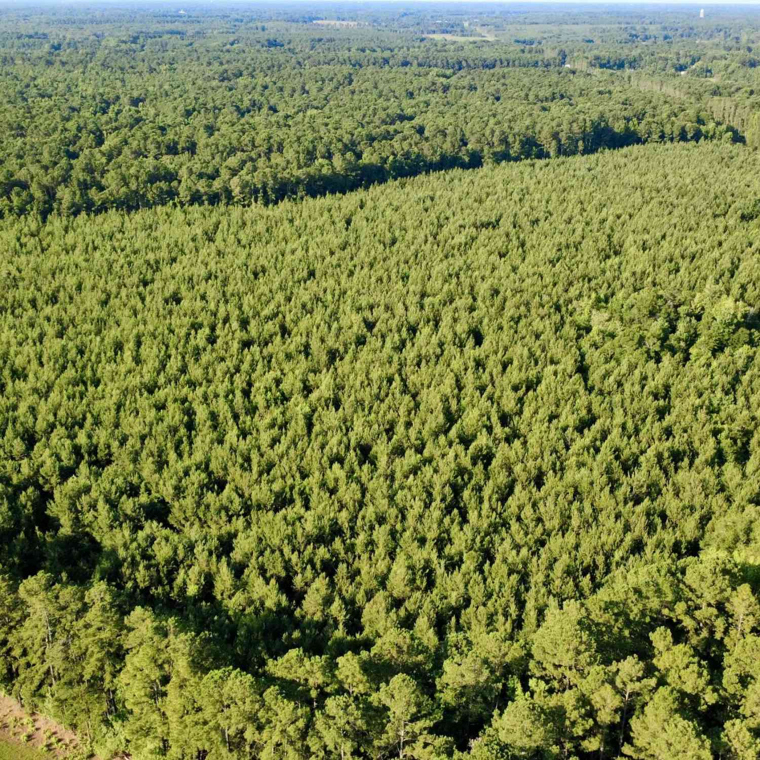 Vacant Land For Sale - 1 Weathers Farm Road<br/> Dorchester County, Bowman, SC 29018