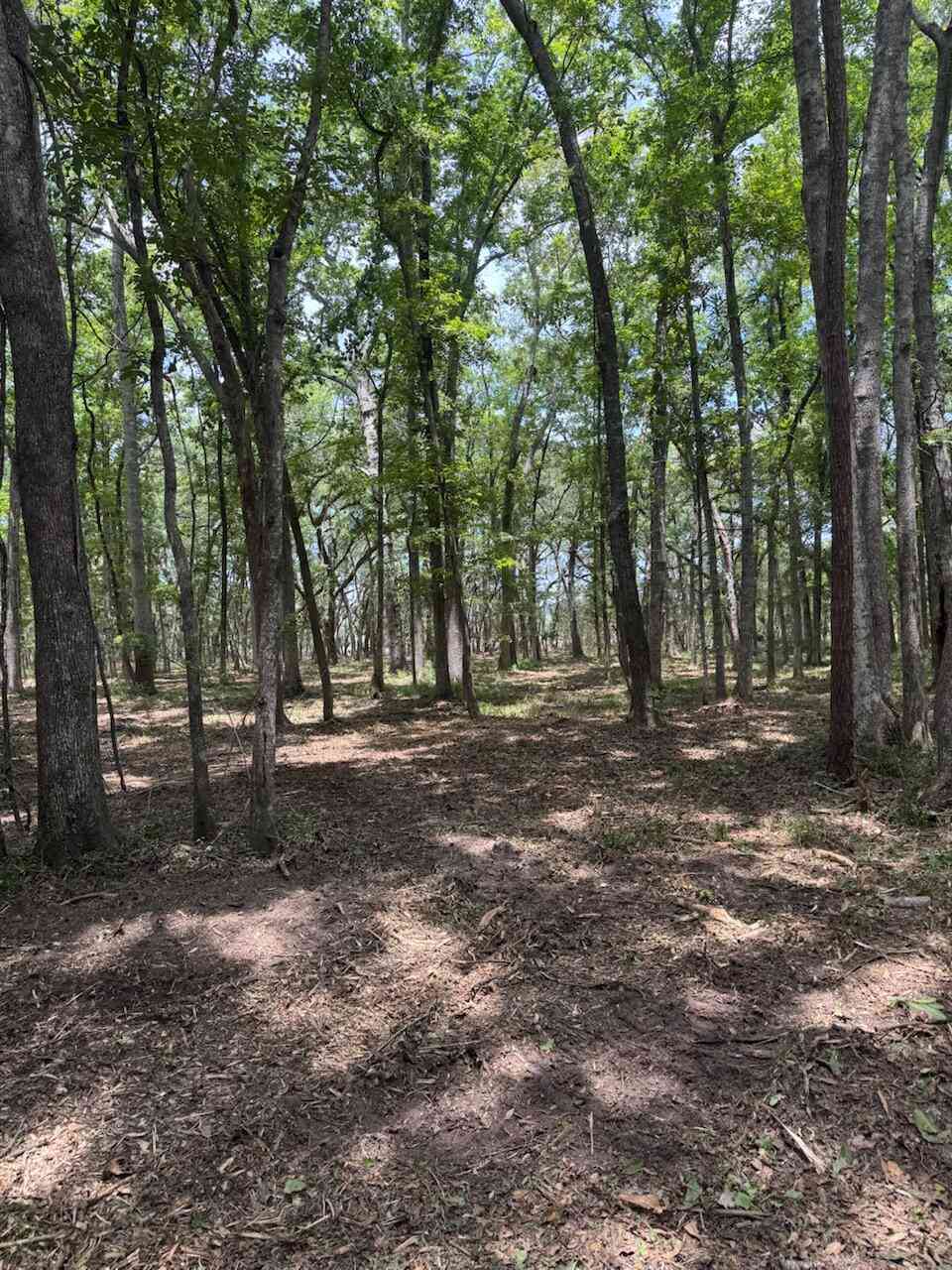 Vacant Land For Sale - 00 Beagle Club Road<br/> Meggett, SC 29449