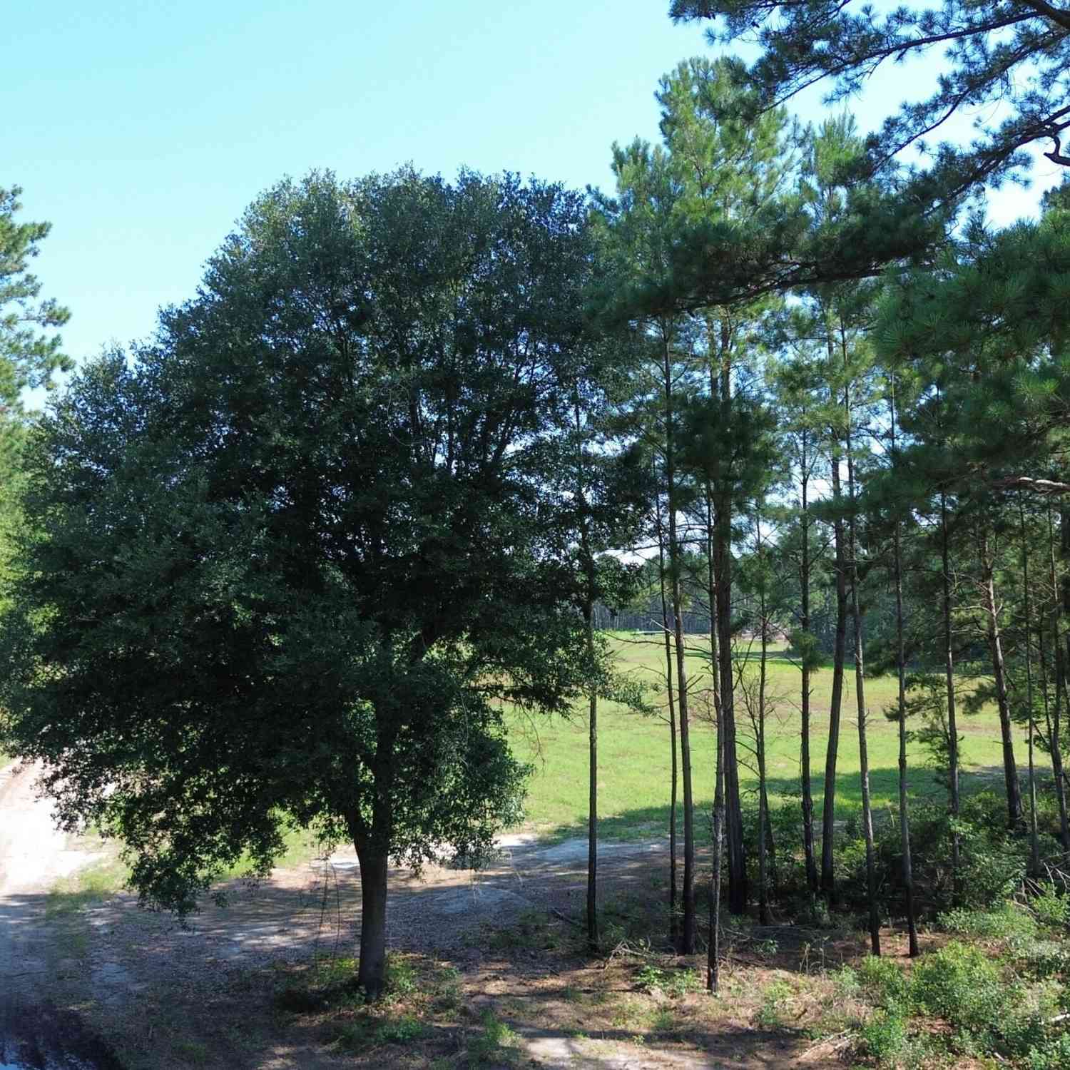 Vacant Land For Sale - 4 Trojan Road<br/> Berkeley County, Cross, SC 29436