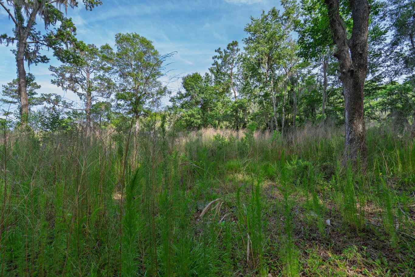 Vacant Land For Sale - 8326 Shell House Road<br/> Charleston County, Edisto Island, SC 29438