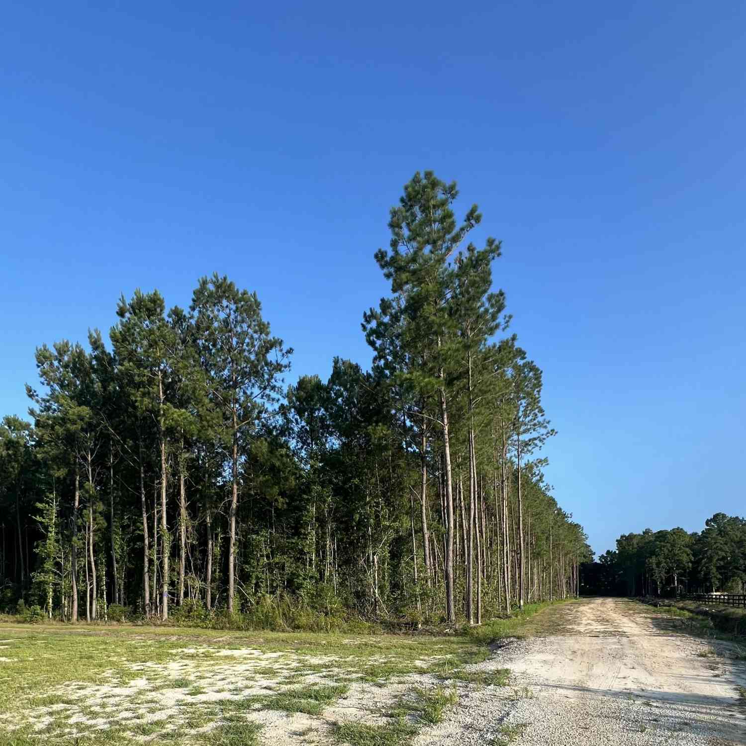 Vacant Land For Sale - Droze Lane<br/> Berkeley County, Summerville, SC 29486