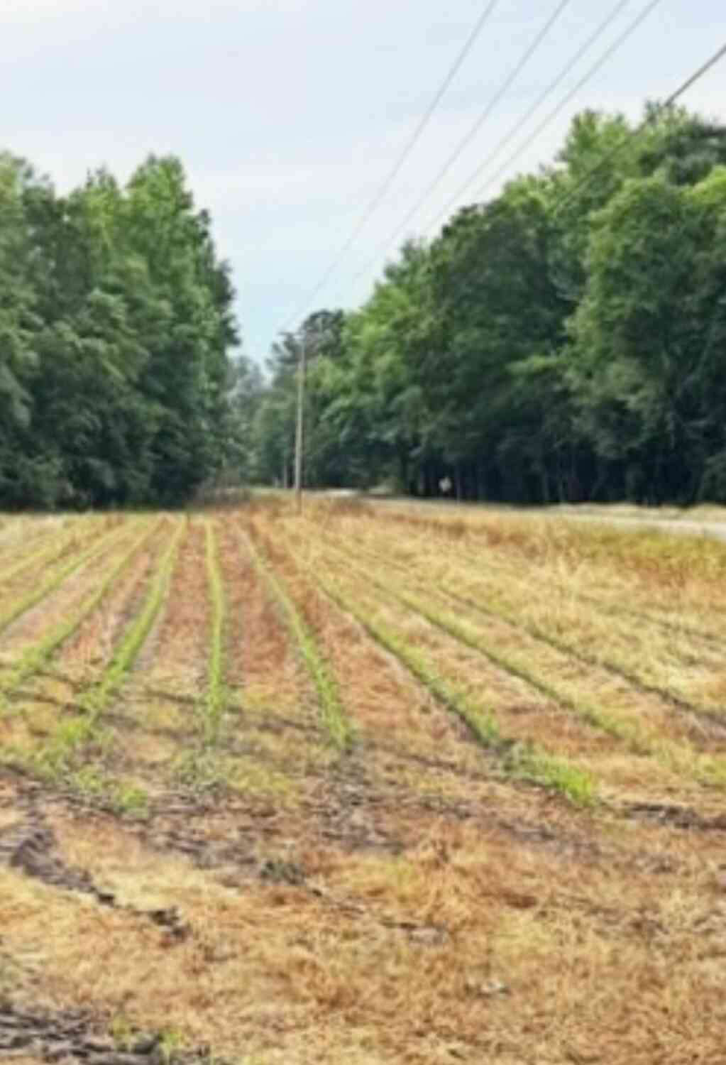 Vacant Land For Sale - 01234 Mount Zion Road<br/> Dorchester County, Saint George, SC 29477