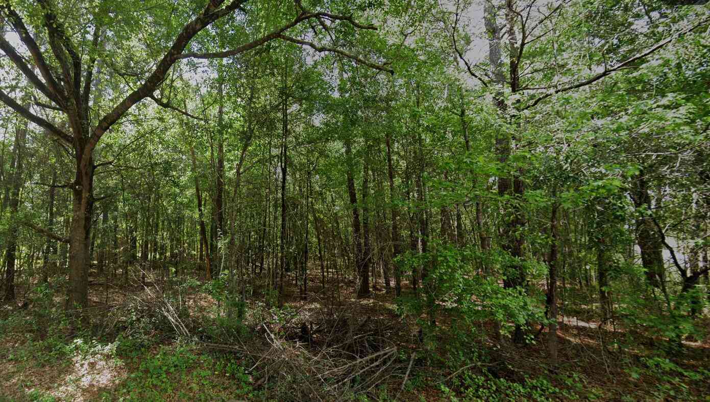 Vacant Land For Sale - TBD Long Branch Road<br/> Williamsburg County, Greeleyville, SC 29056