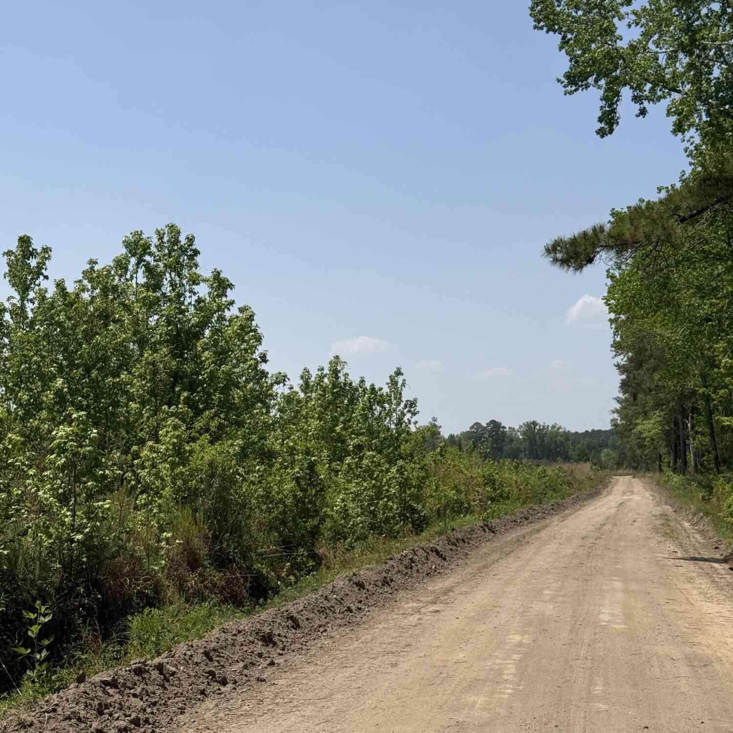 Vacant Land For Sale - 1725 Bethel Forest Road<br/> Orangeburg, SC 29115