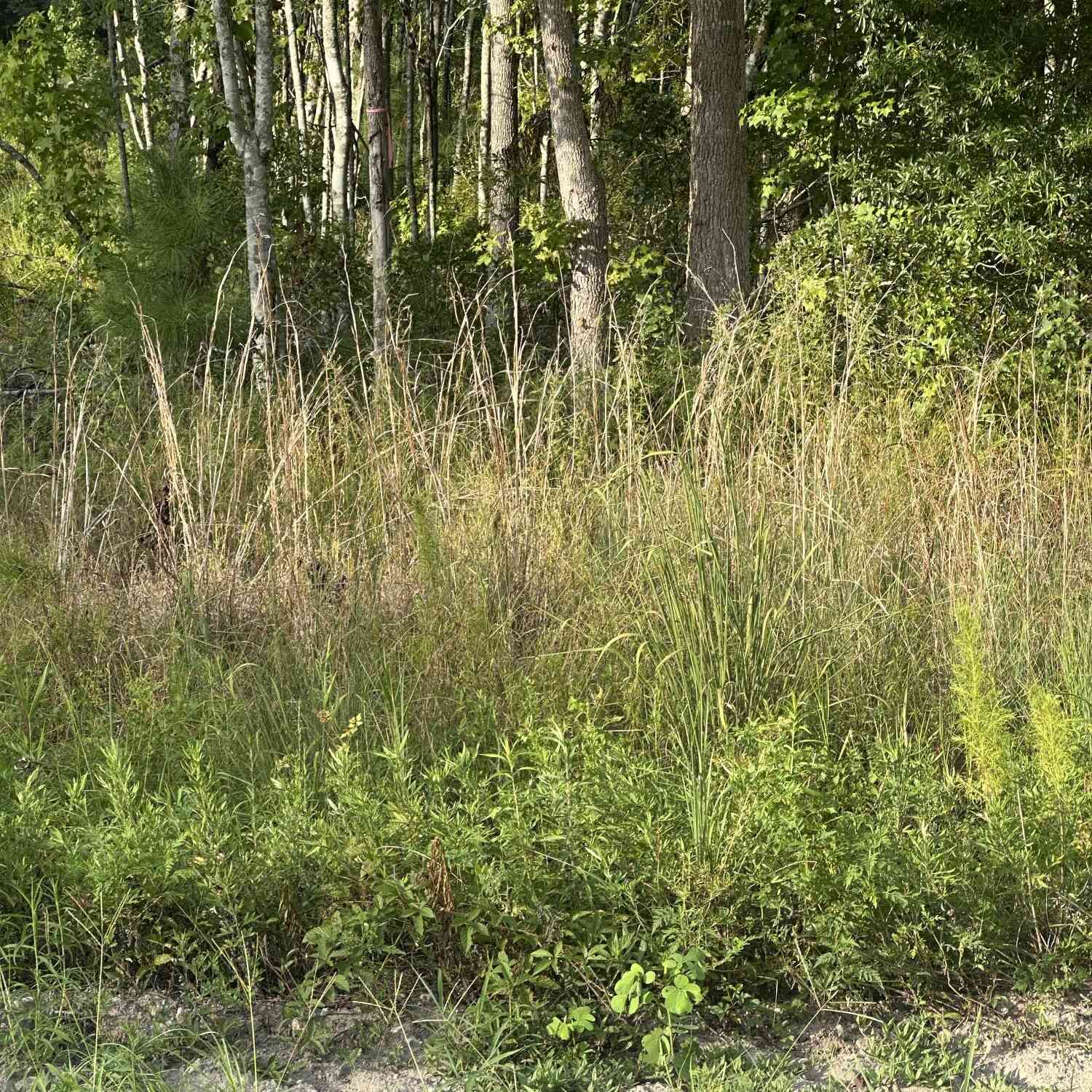Vacant Land For Sale - Hoover<br/> Branchville, SC 29432