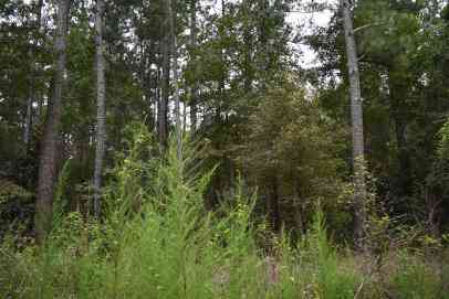 Vacant Land For Sale - TBD Augusta Lane<br/> Williamsburg County, Andrews, SC 29510