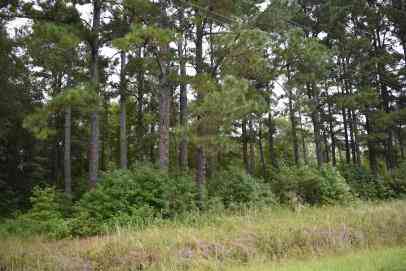 Vacant Land For Sale - TBD Burgess Road<br/> Williamsburg County, Greeleyville, SC 29056