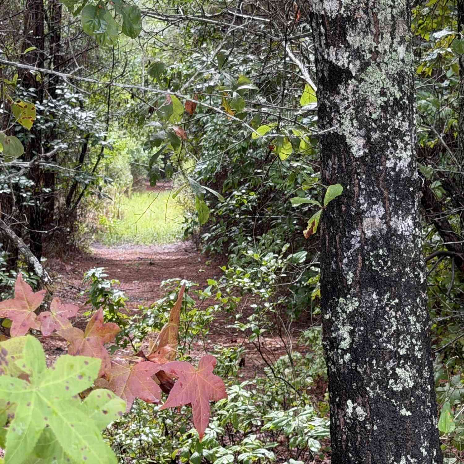 Vacant Land For Sale - Markham Rd<br/> Berkeley County, Ridgeville, SC 29472