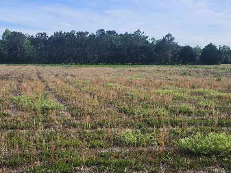 Vacant Land For Sale - Broxton Bridge Road<br/> Bamberg County, Bamberg, SC 29003