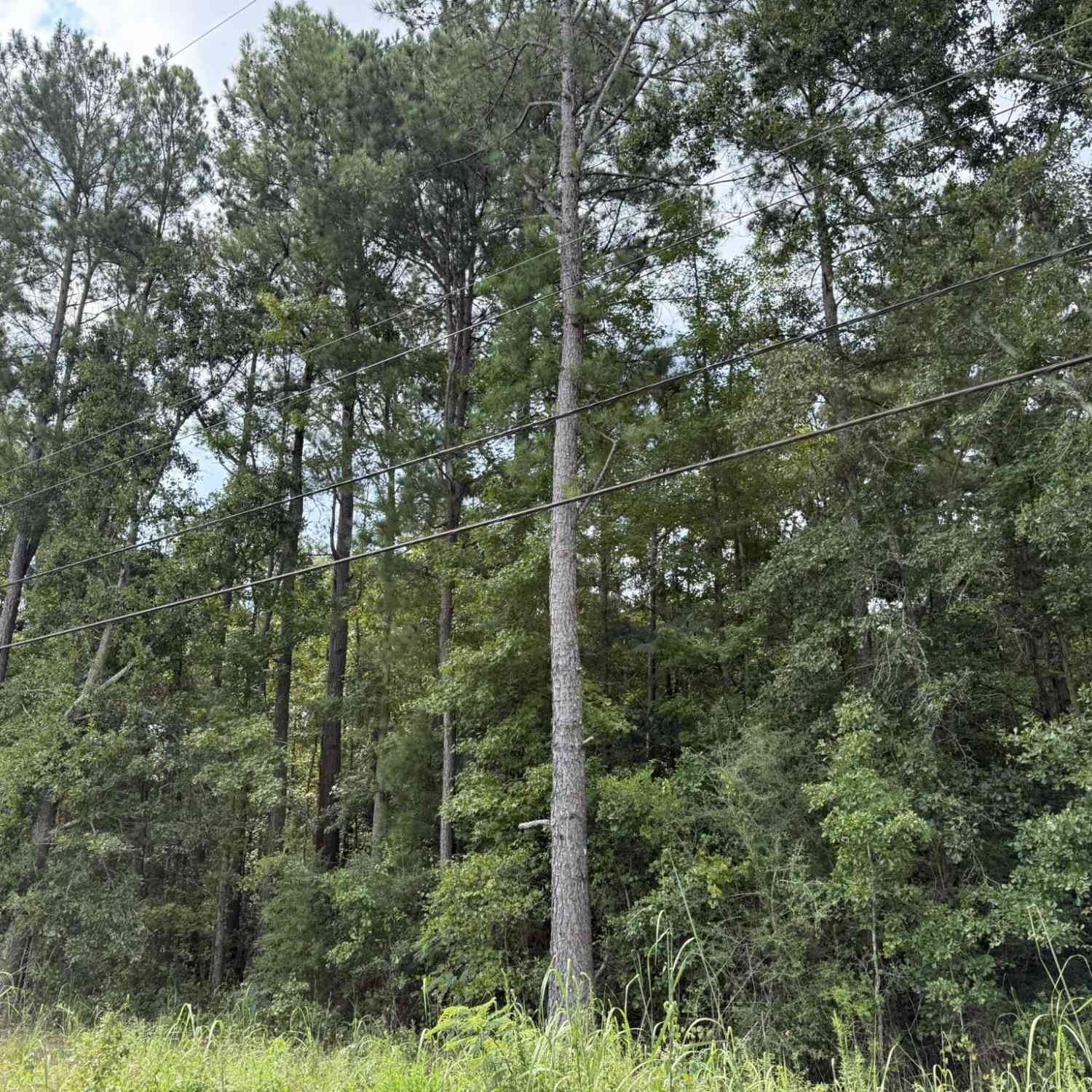 Vacant Land For Sale - Charleston Highway<br/> Orangeburg County, Orangeburg, SC 29115