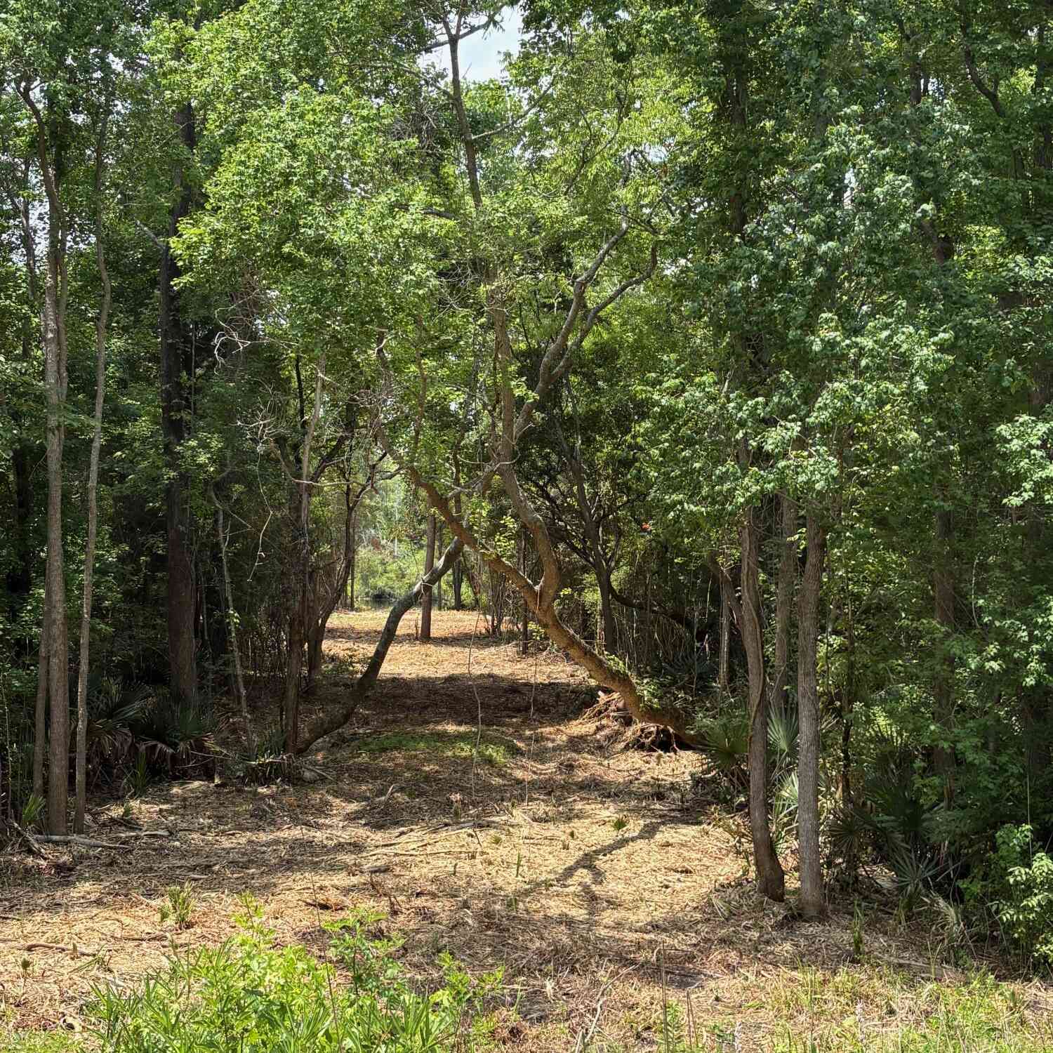 Vacant Land For Sale - Bushy Park Road<br/> Moncks Corner, SC 29461