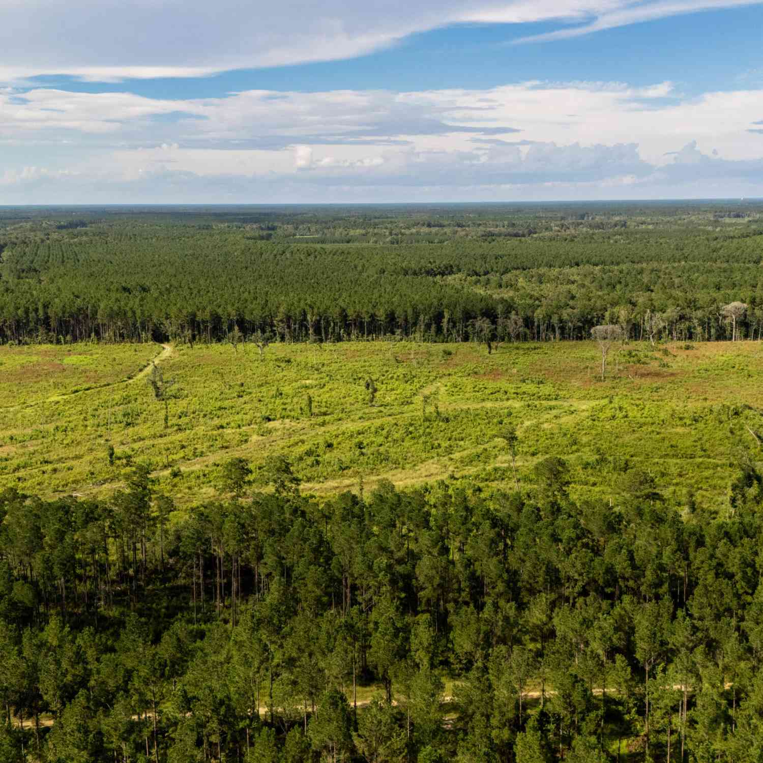 Vacant Land For Sale - 00 Greenwood Road<br/> Adams Run, SC 29426