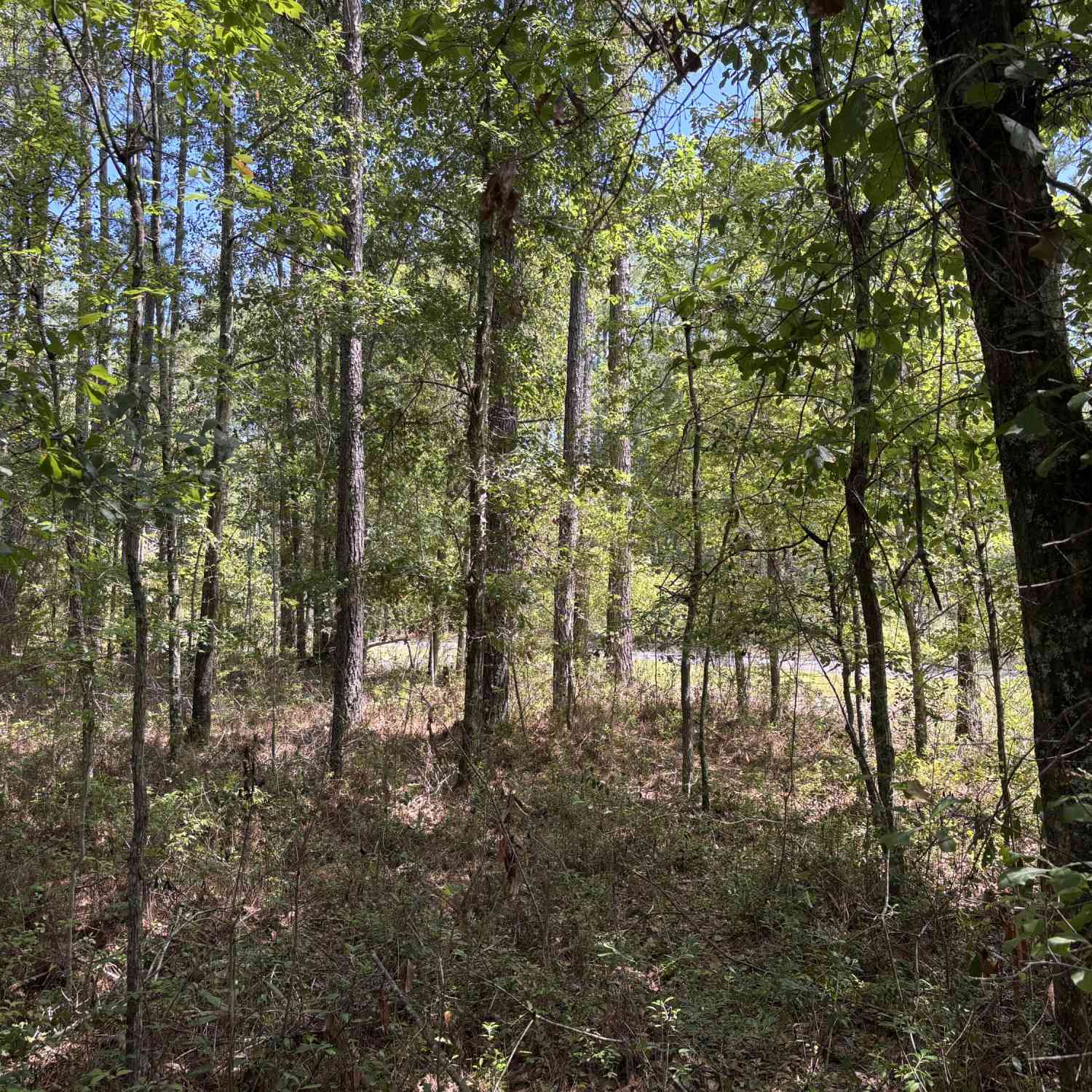 Vacant Land For Sale - TBD Red Oak Road<br/> Cottageville, SC 29435