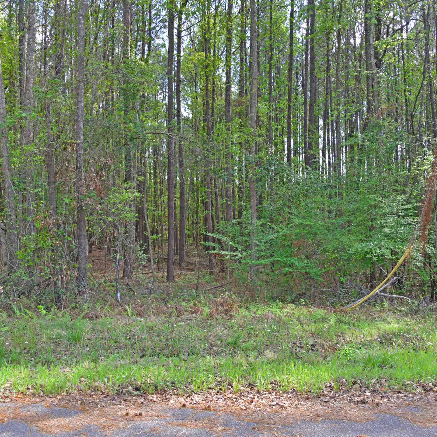 Vacant Land For Sale - Ridgelake(lot 29) Circle<br/> Saint Matthews, SC 29135