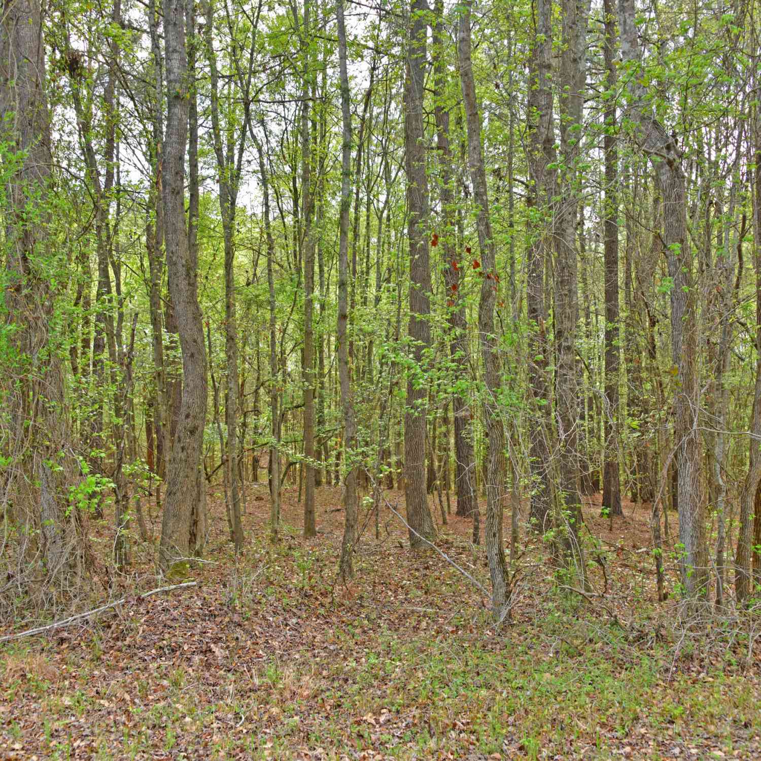 Vacant Land For Sale - Ridgelake(lot 35) Circle<br/> Saint Matthews, SC 29135