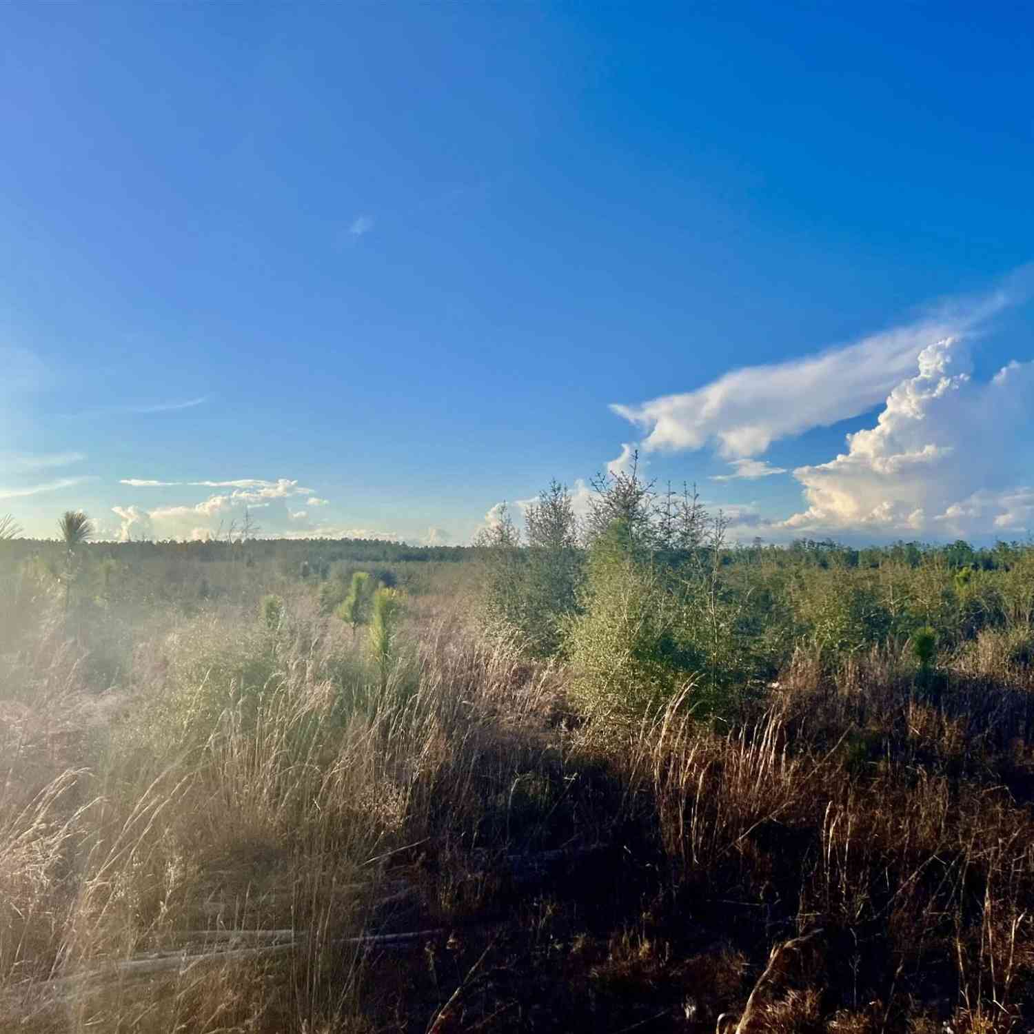Vacant Land For Sale - LOT 40 Buck Chase Ln<br/> Pace, FL 32571