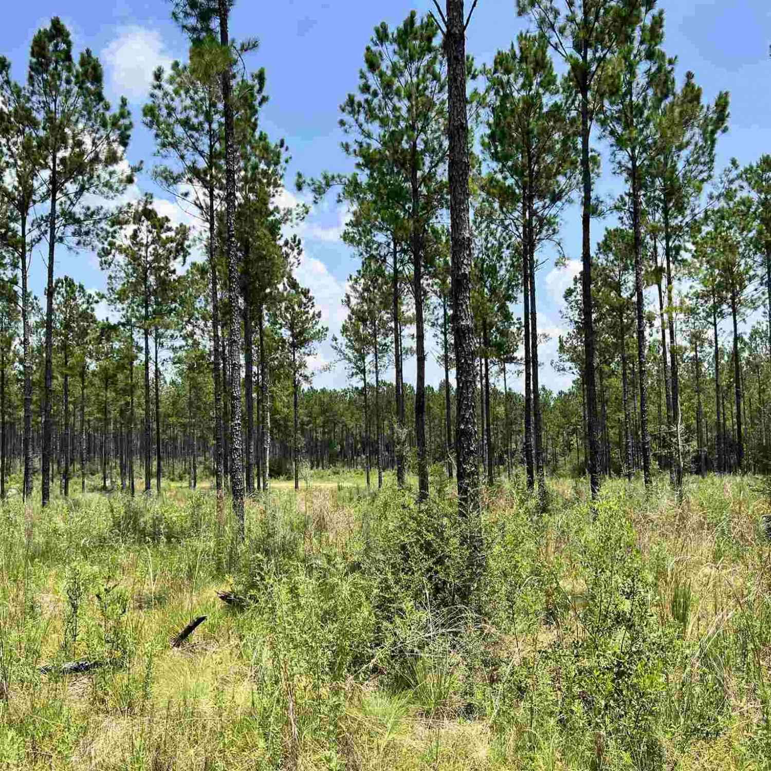 Vacant Land For Sale - XXX2 Indian Ford Rd<br/> Milton, FL 32570