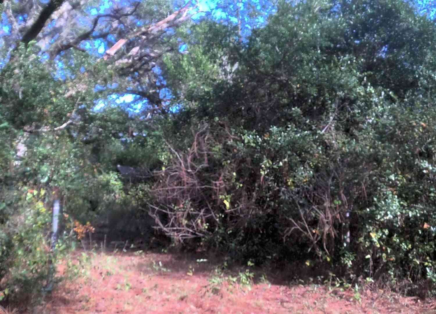 Vacant Land For Sale - 8731 Chisholm Rd<br/> Pensacola, FL 32514