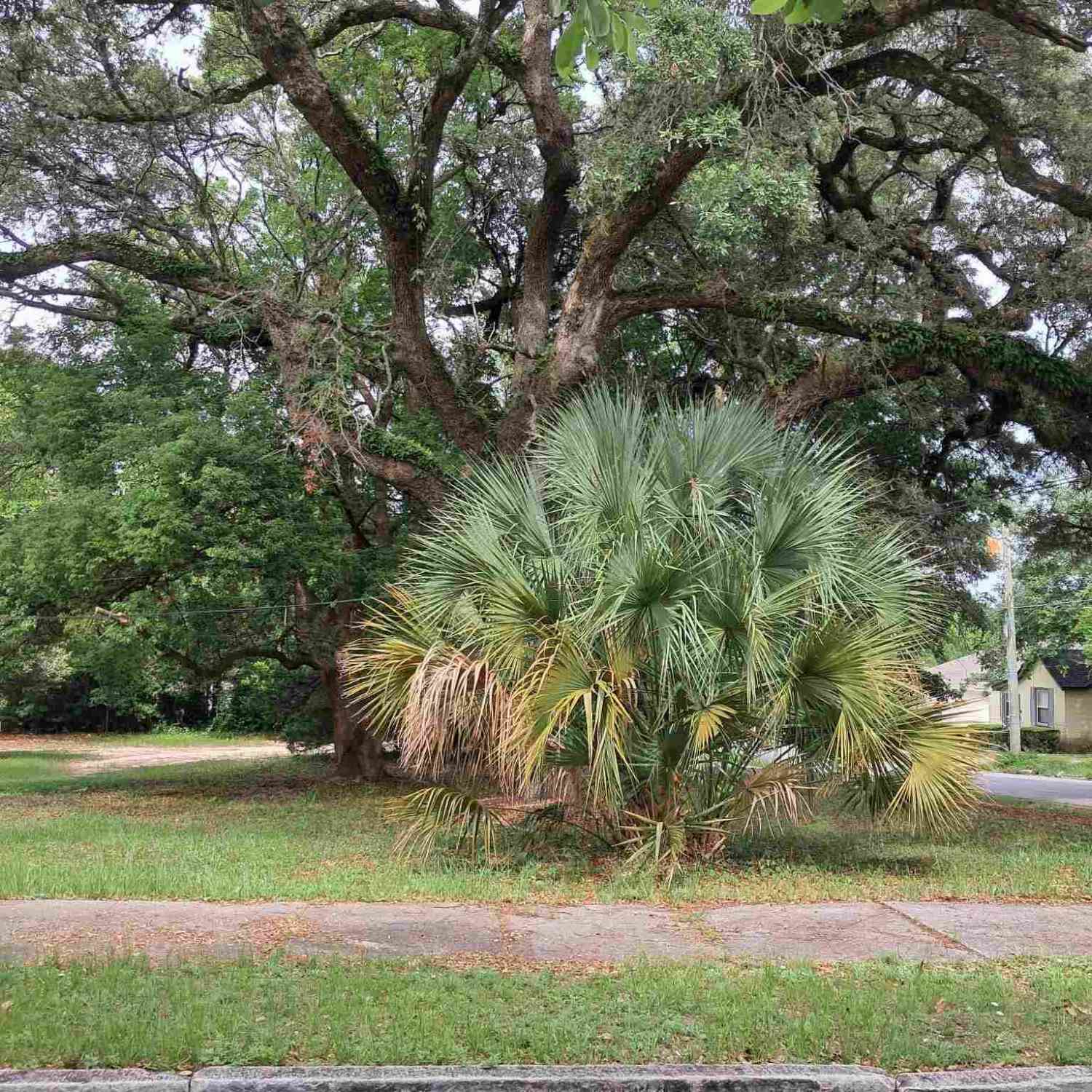 Vacant Land For Sale - 1000 BLK N Palafox<br/> Pensacola, FL 32501