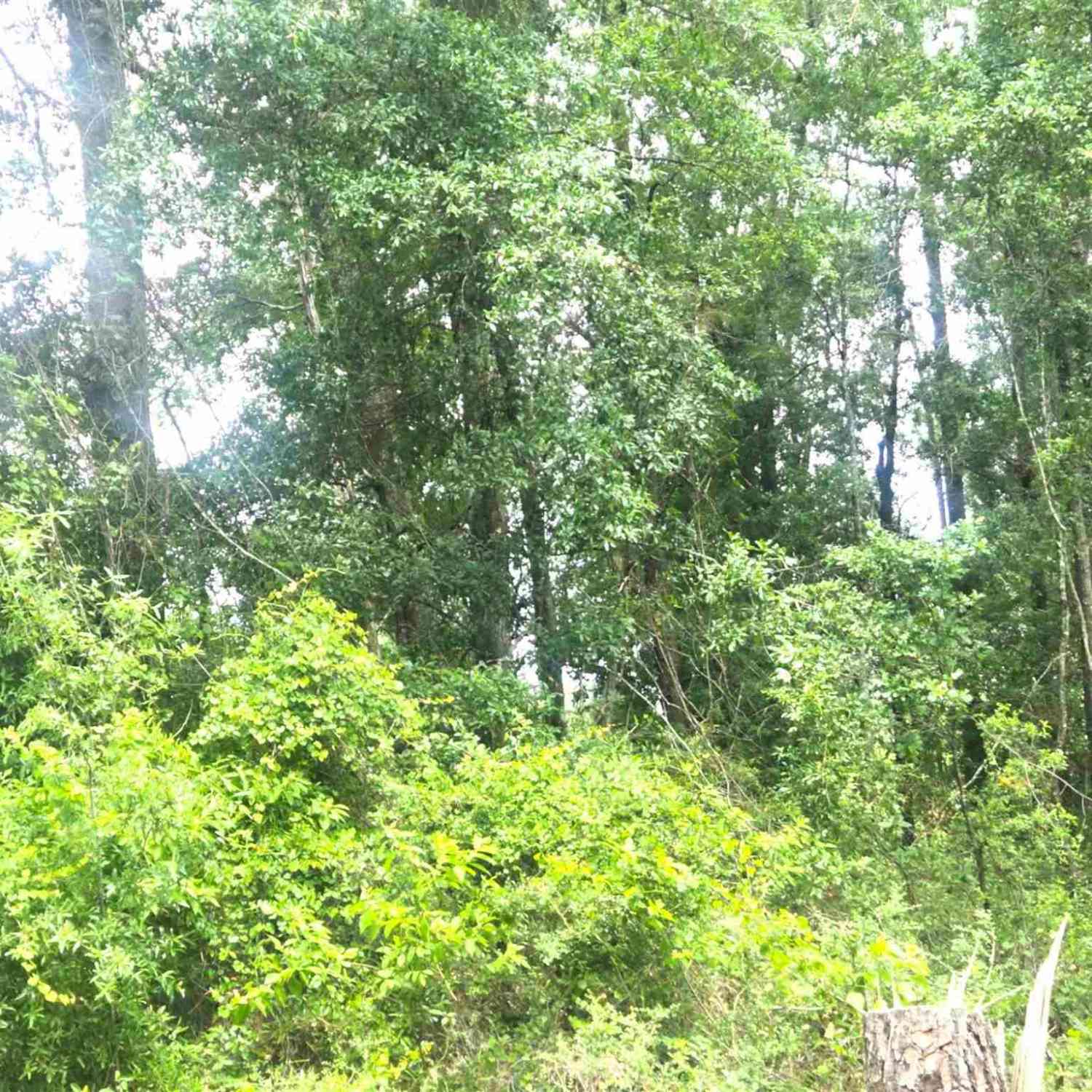 Vacant Land For Sale - 500 BLOCK E Johnson Ave<br/> Pensacola, FL 32514