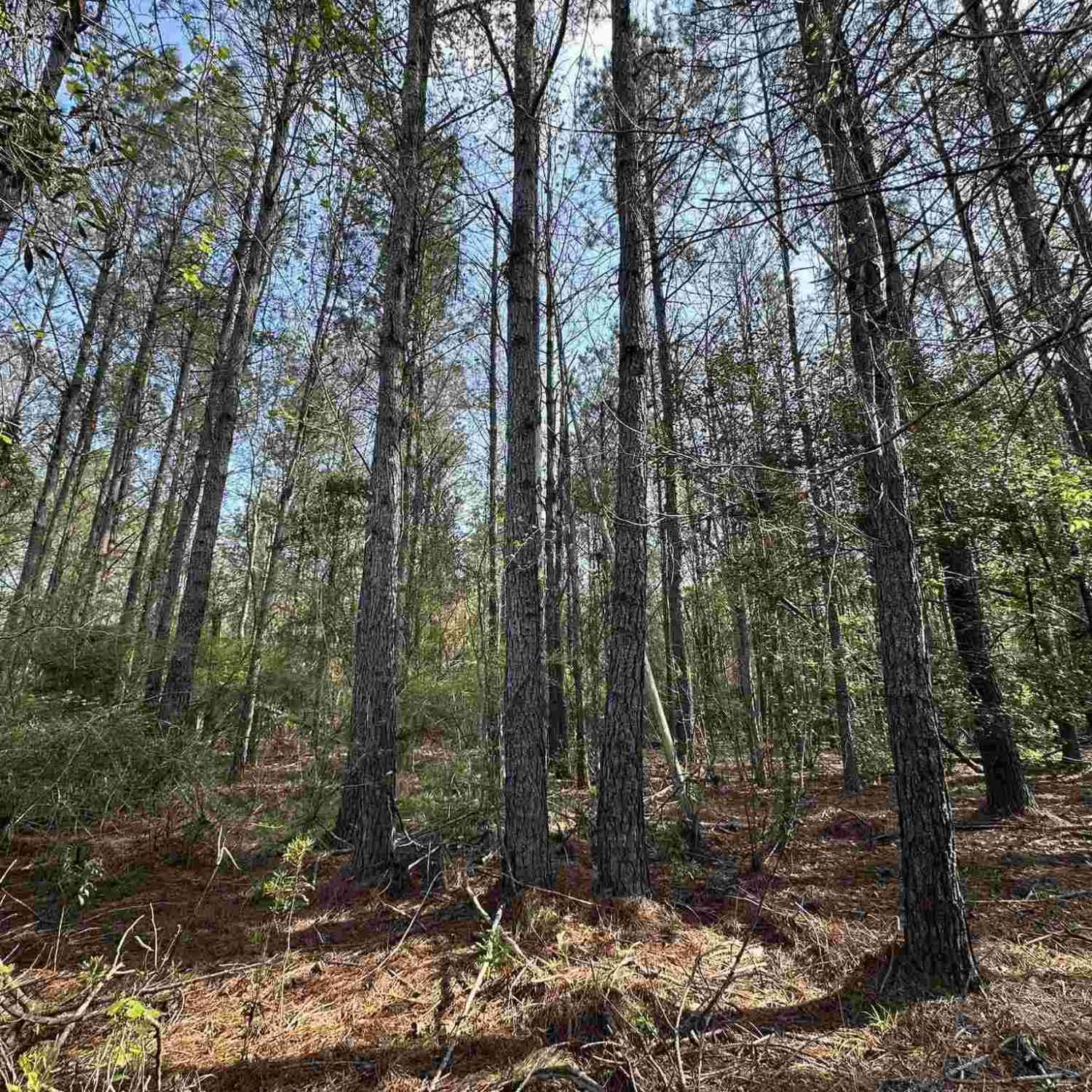 Vacant Land For Sale - 1.1 AC Snider Rd<br/> Frisco City, AL 36445
