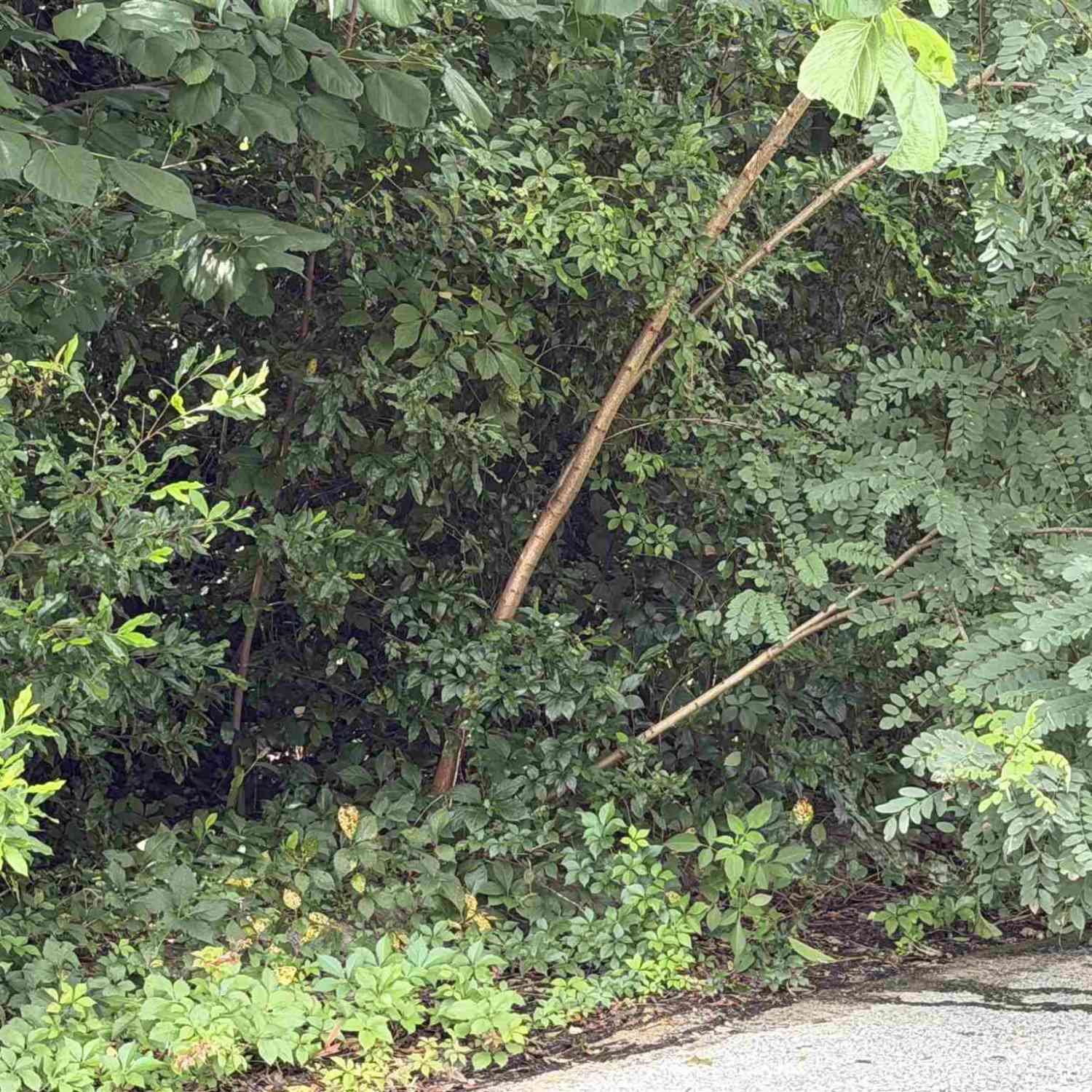 Vacant Land For Sale - 22 Lime St<br/> Pensacola, FL 32505