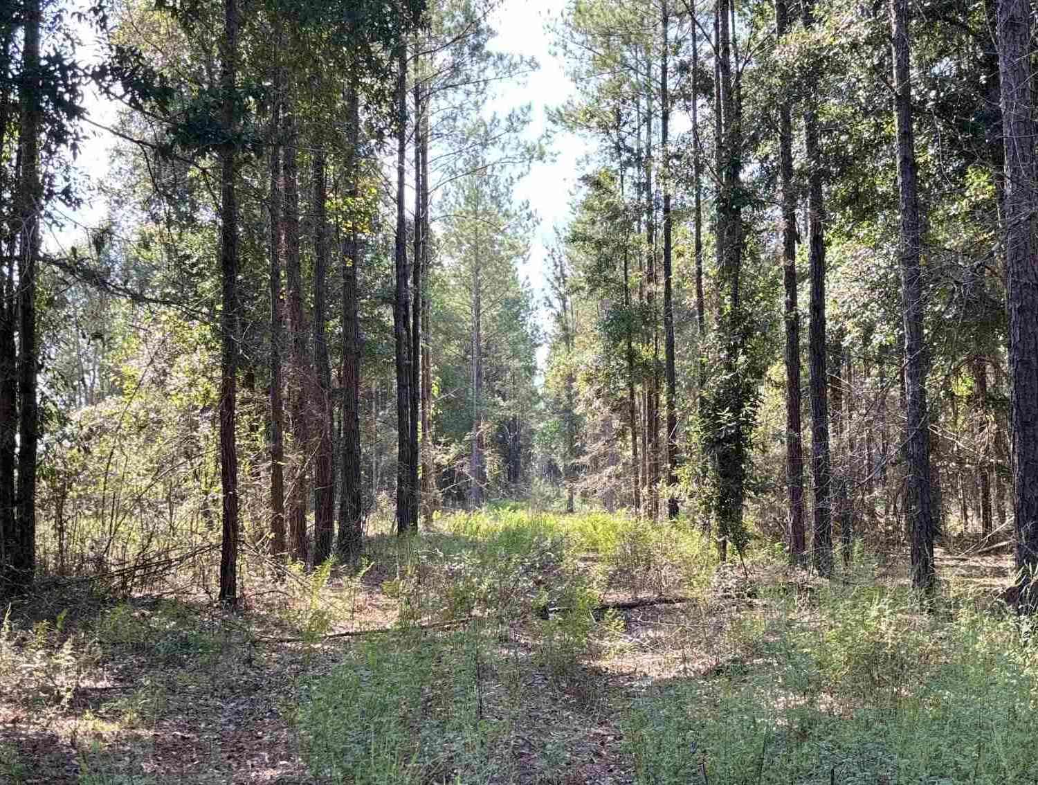 Vacant Land For Sale - LOT 74 Posie Forest Rd<br/> Santa Rosa County, Milton, FL 32570