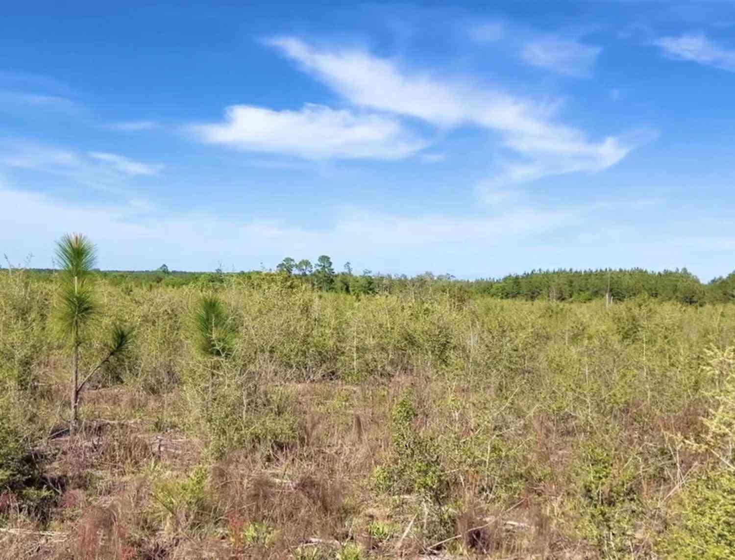 Vacant Land For Sale - LOT 55 South Timber Ln<br/> Jay, FL 32565