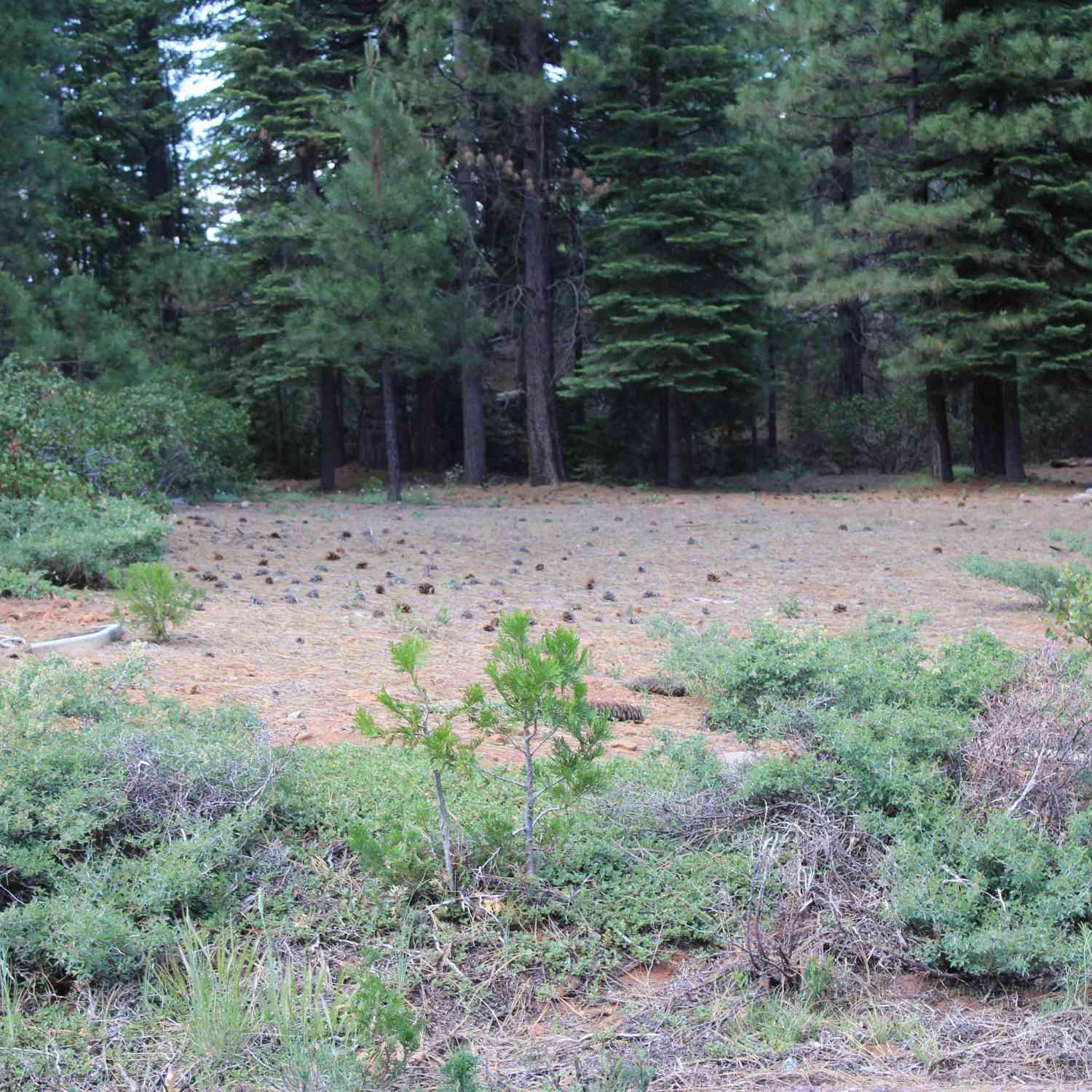 Slider Thumb