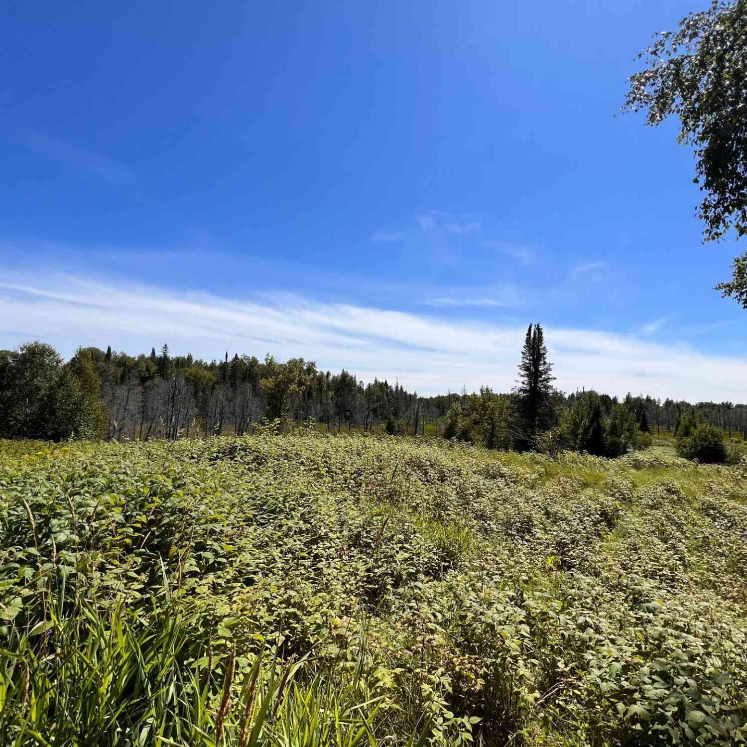 Slider Thumb
