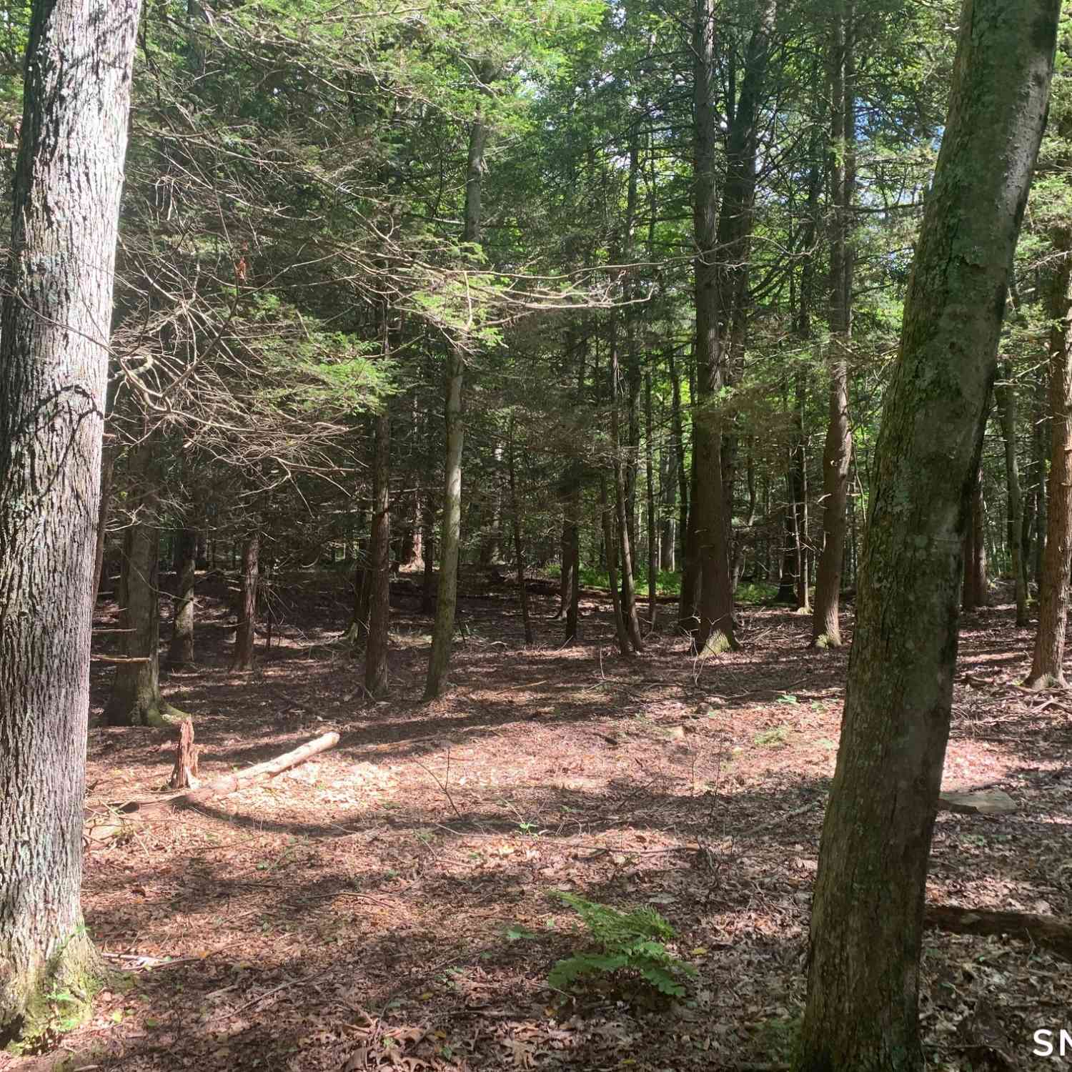 Slider Thumb