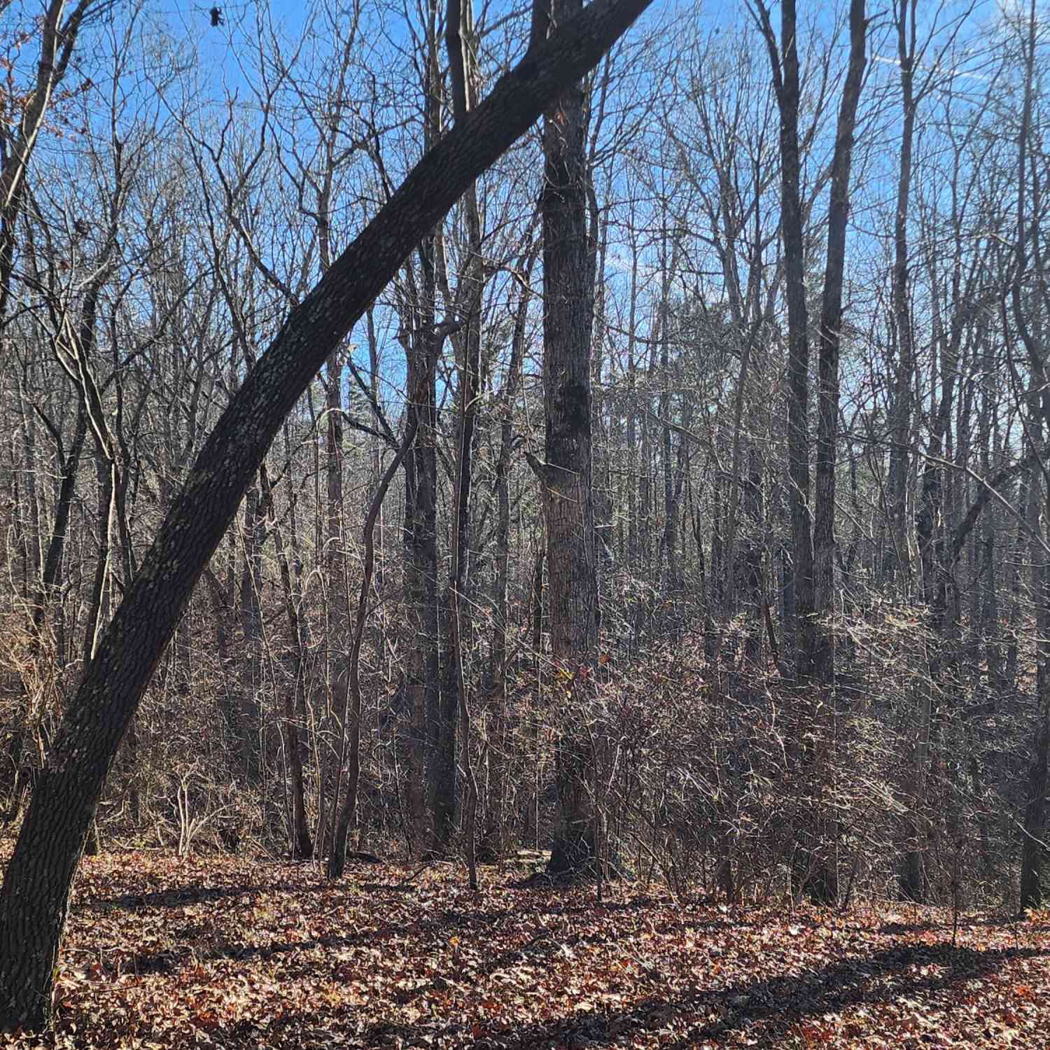 Slider Thumb