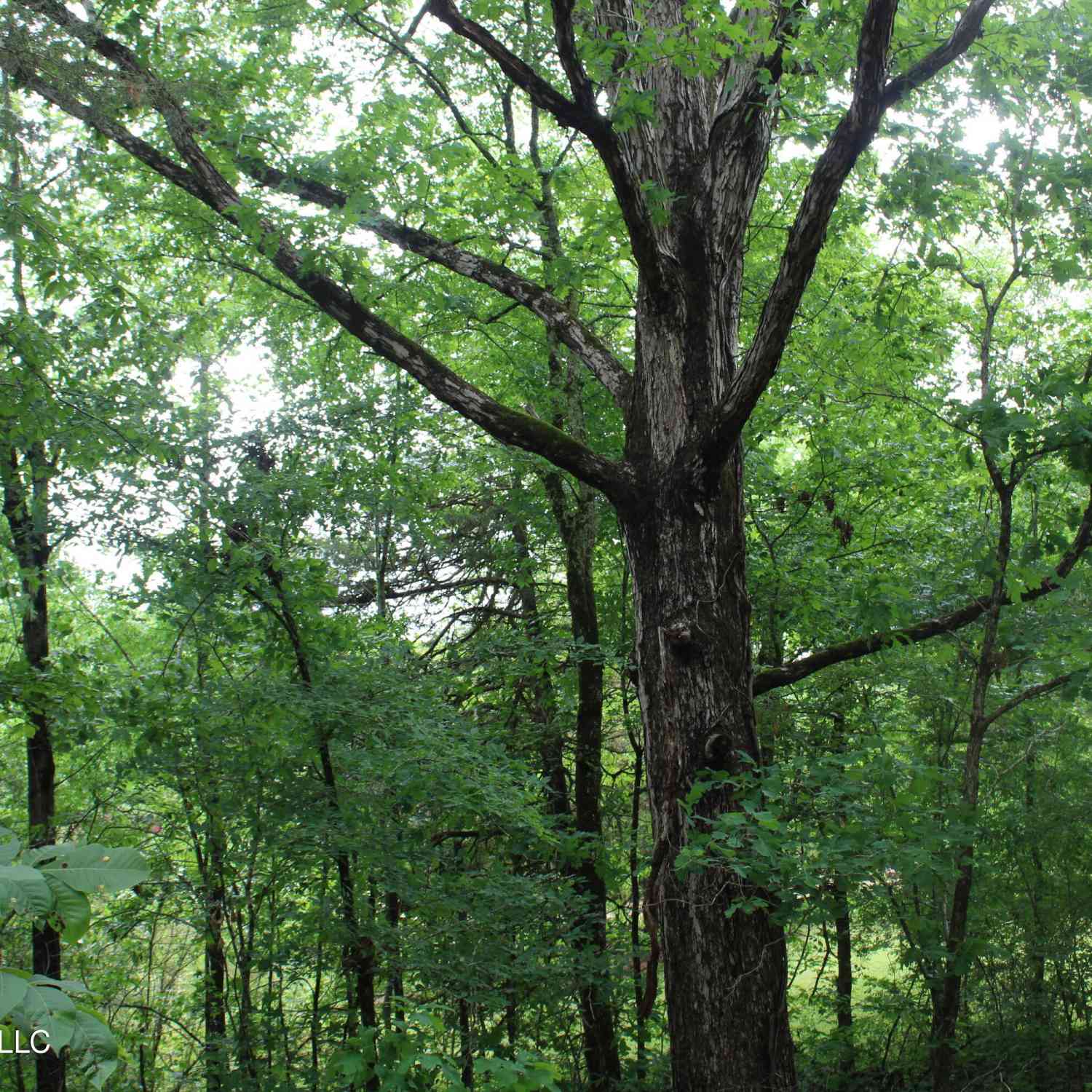 Slider Thumb