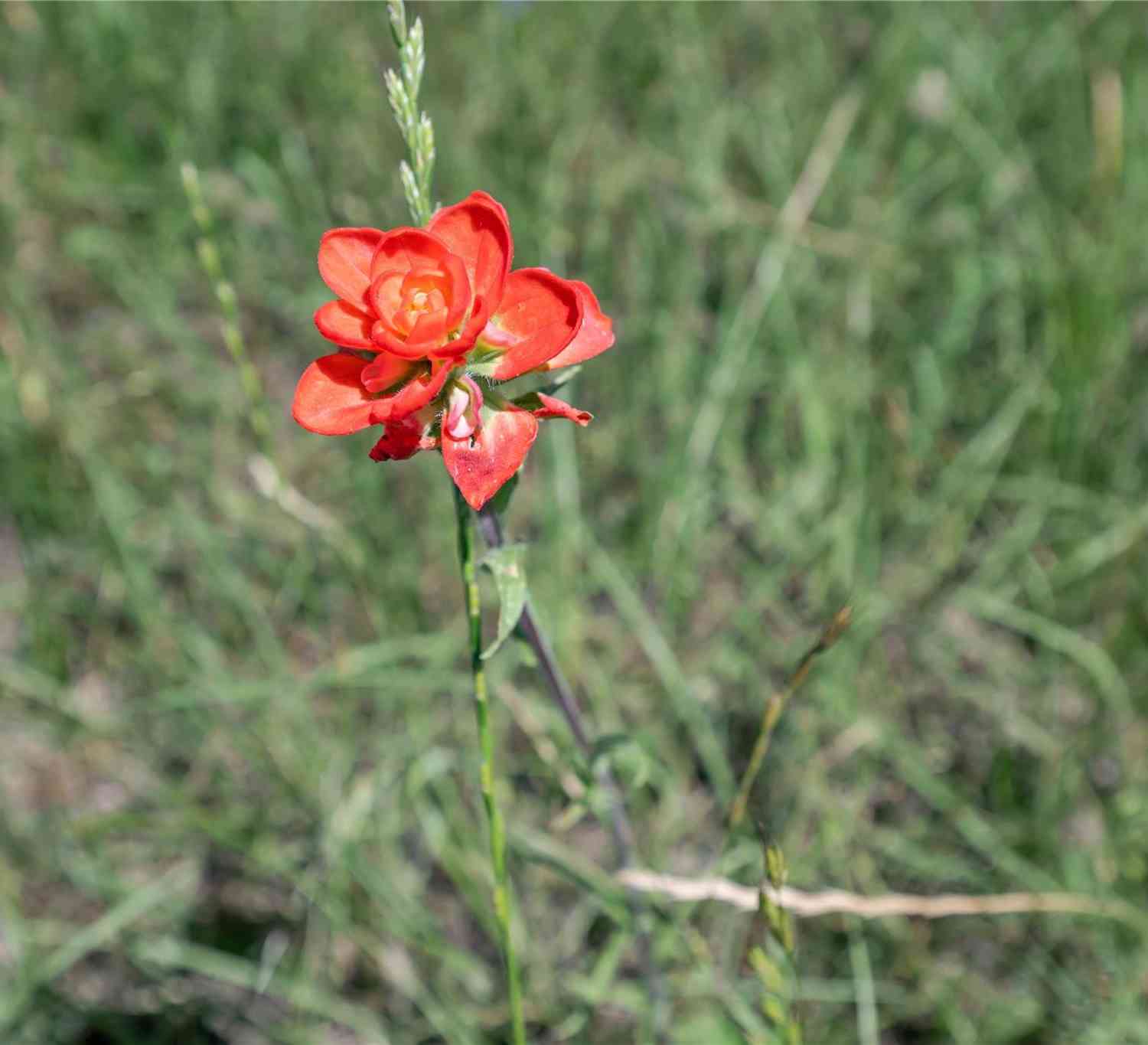 Slider Thumb
