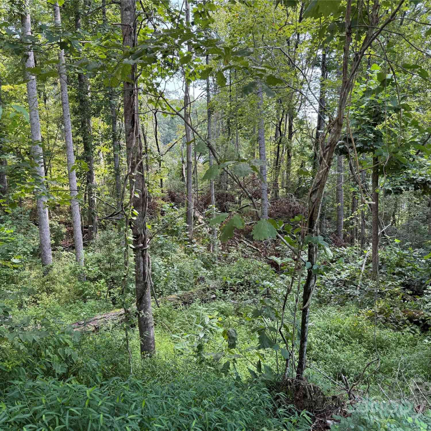 Vacant Land For Sale - 256 Burge Mountain Road<br/> Hendersonville, NC 28792