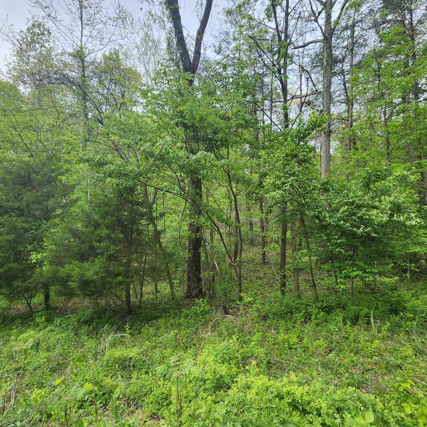 Vacant Land For Sale - 2921 W Cottonwood Road<br/> Morgantown, IN 46160