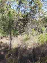 Vacant Land For Sale - Water Road<br/> GROVELAND, FL 34736