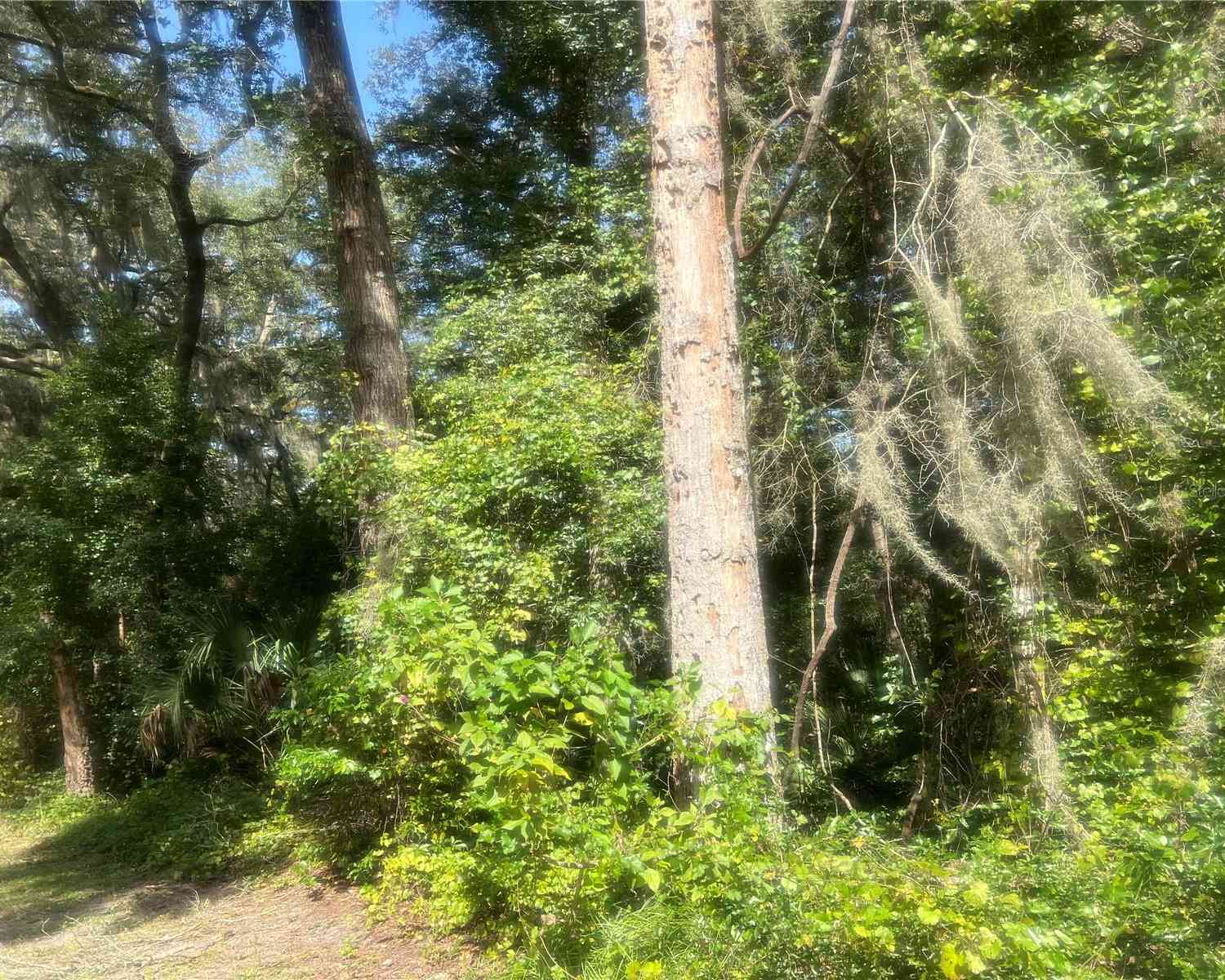 Vacant Land For Sale - 1215 Arredondo Grant Road<br/> DE LEON SPRINGS, FL 32130