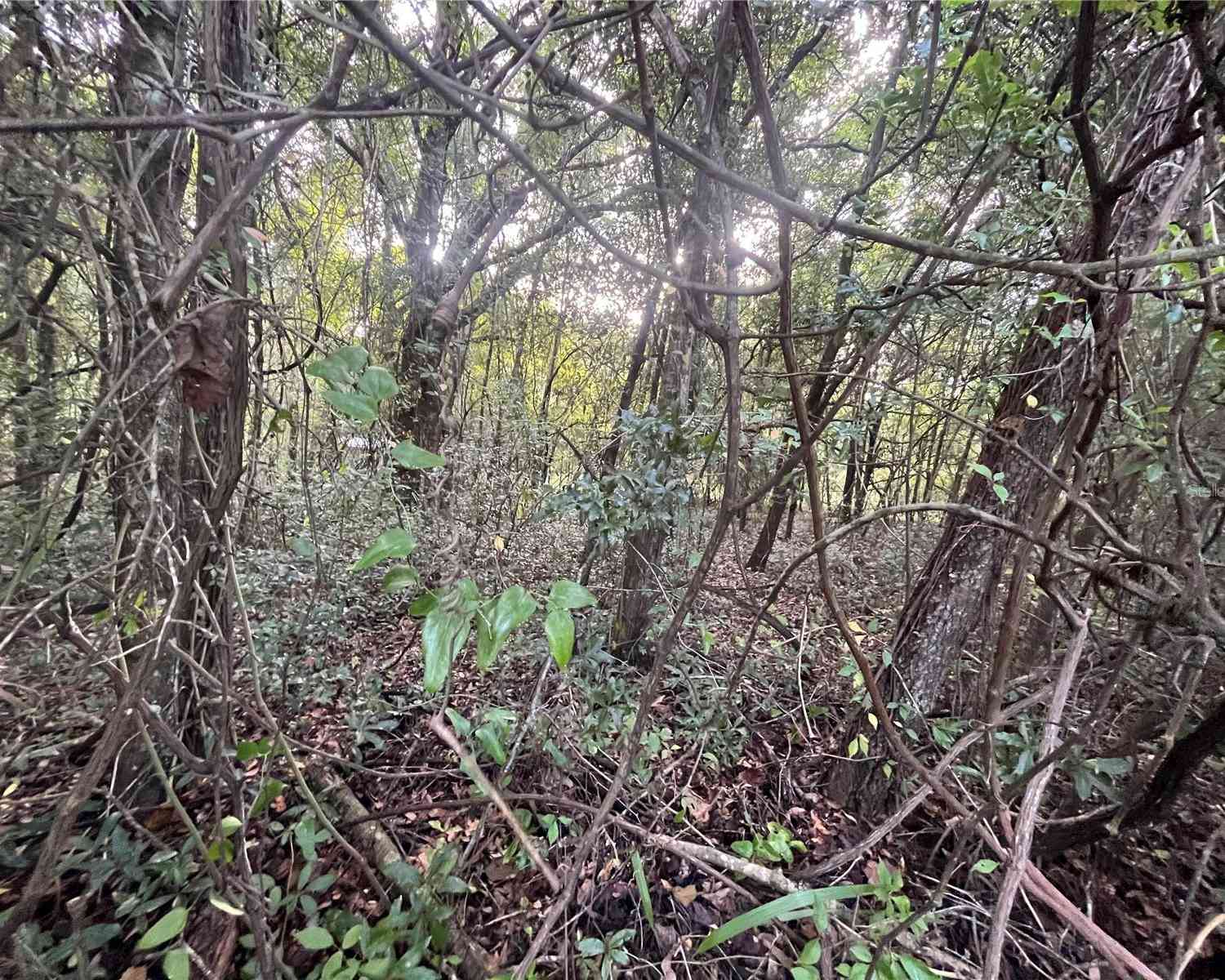 Vacant Land For Sale - 915 Annette Avenue<br/> INTERLACHEN, FL 32148