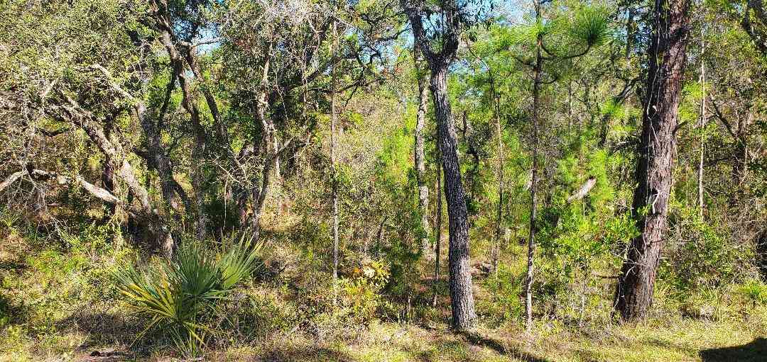 Vacant Land For Sale - LOT 56 Michigan Avenue<br/> WEEKI WACHEE, FL 34613