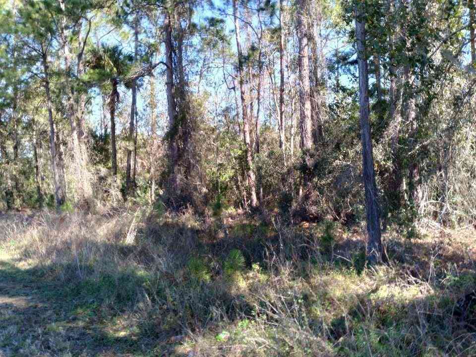 Vacant Land For Sale - Poyner Road<br/> POLK CITY, FL 33868
