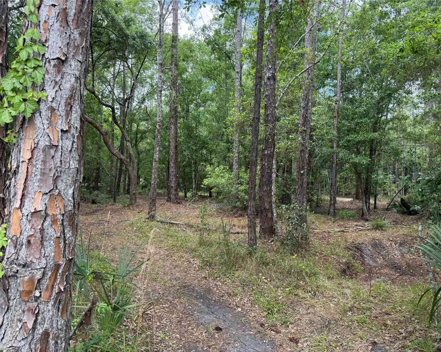 Vacant Land For Sale - 552 Buckshot Avenue<br/> OSTEEN, FL 32764