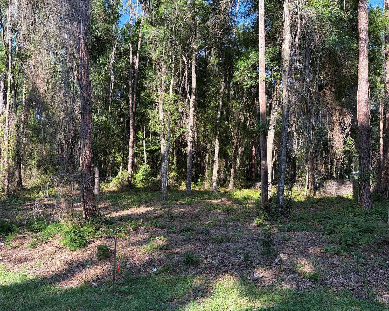 Vacant Land For Sale - 9192 Cr 647cs<br/> BUSHNELL, FL 33513