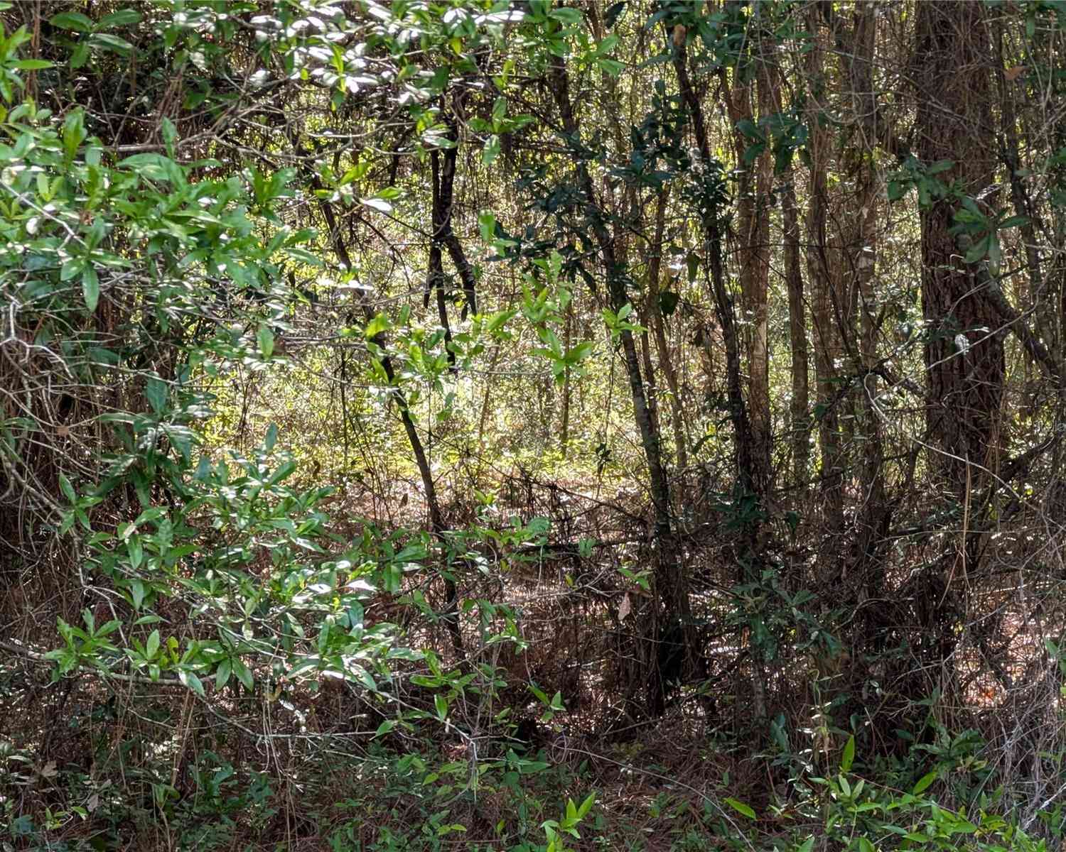 Vacant Land For Sale - 202nd Ct<br/> DUNNELLON, FL 34431