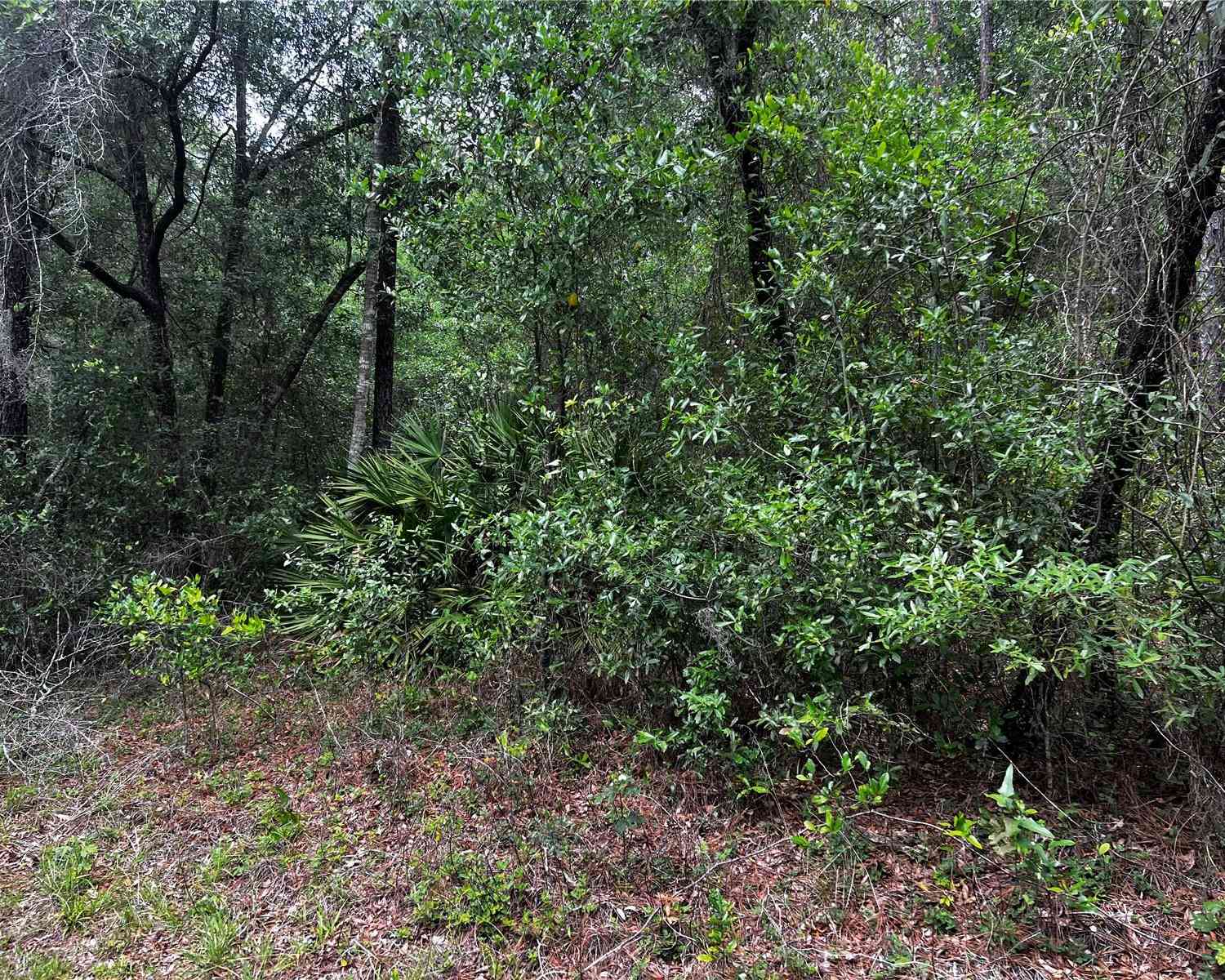 Vacant Land For Sale - TBD SW 186th Ct.<br/> DUNNELLON, FL 34432
