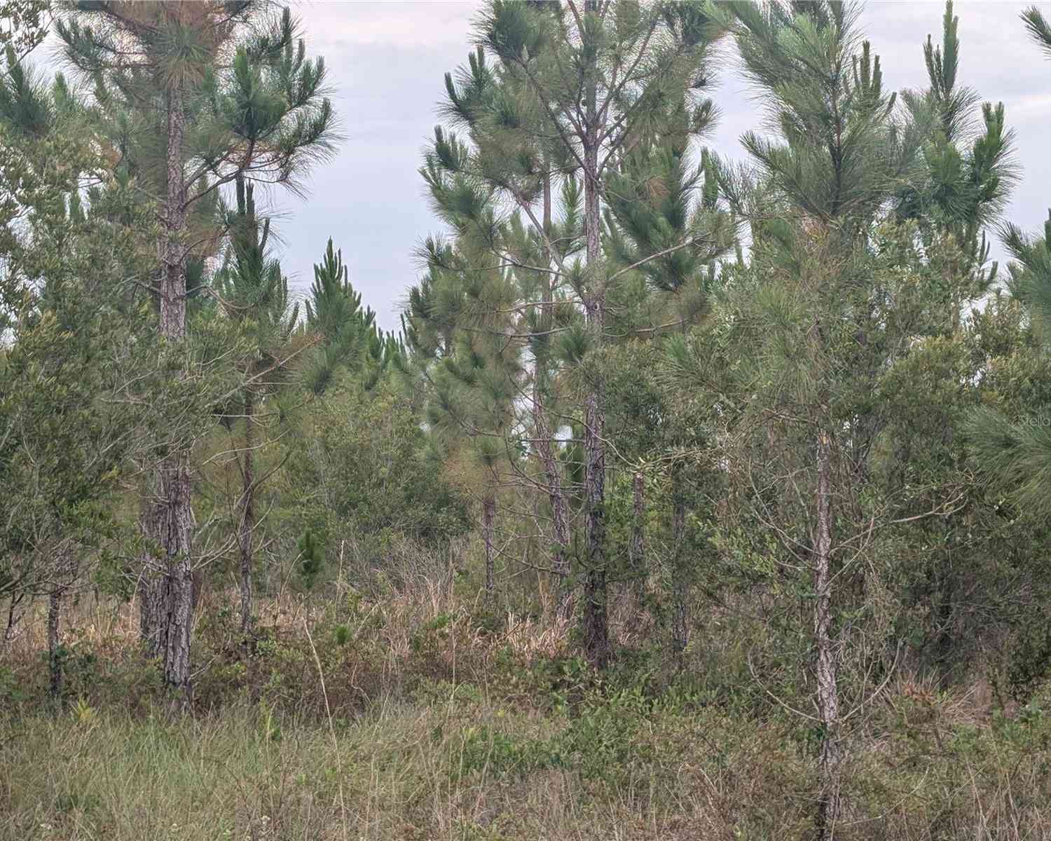 Vacant Land For Sale - 221 Tropicana Drive<br/> INDIAN LAKE ESTATES, FL 33855