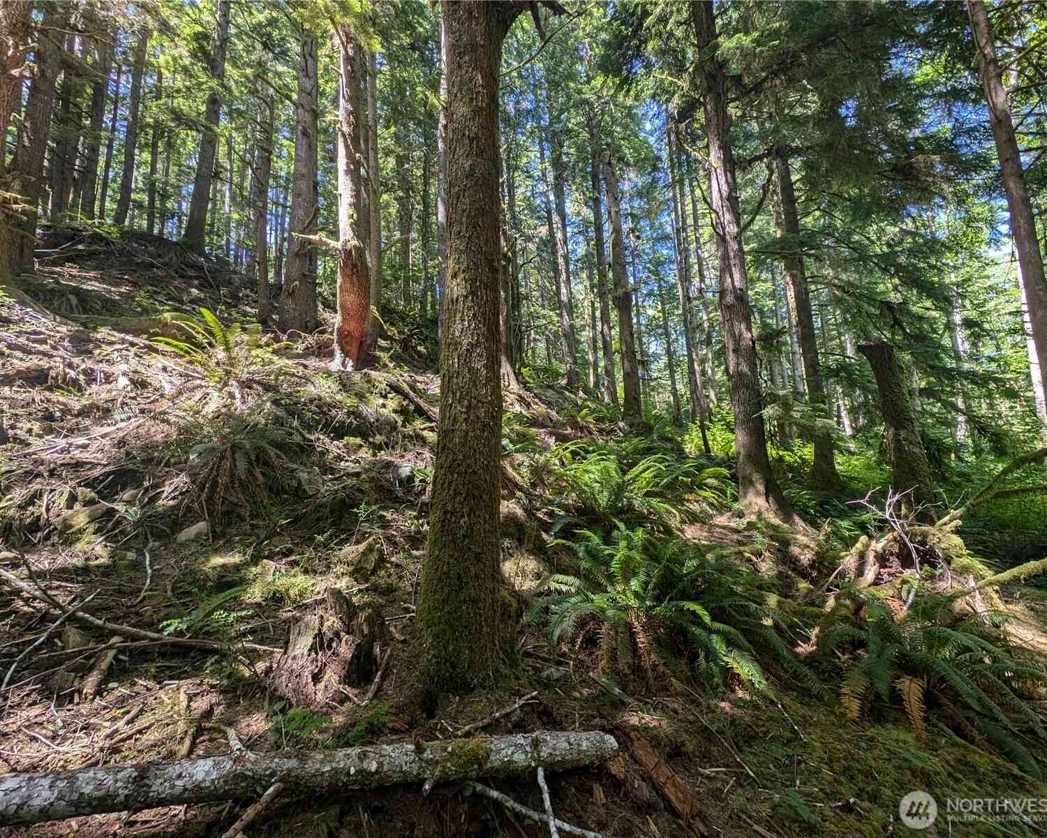 Vacant Land For Sale - 999 Kallman Road<br/> Forks, WA 98331