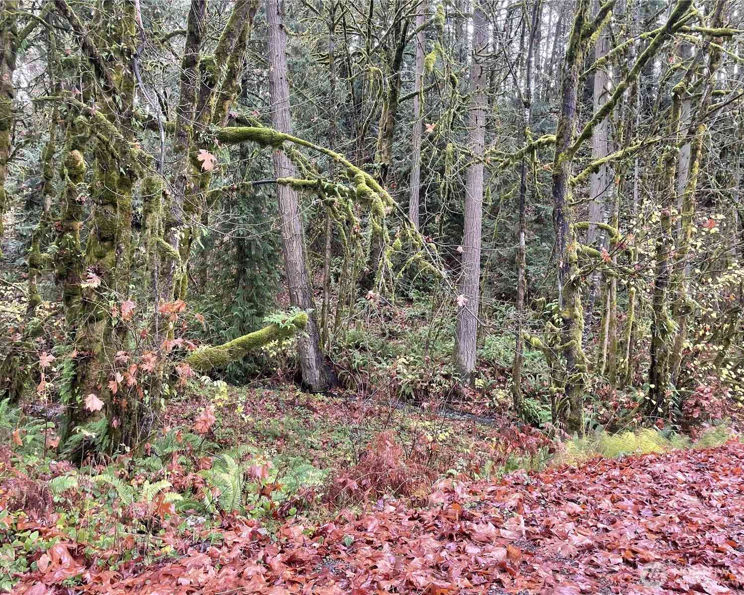 Vacant Land For Sale - Wa 505<br/> Toledo, WA 98591