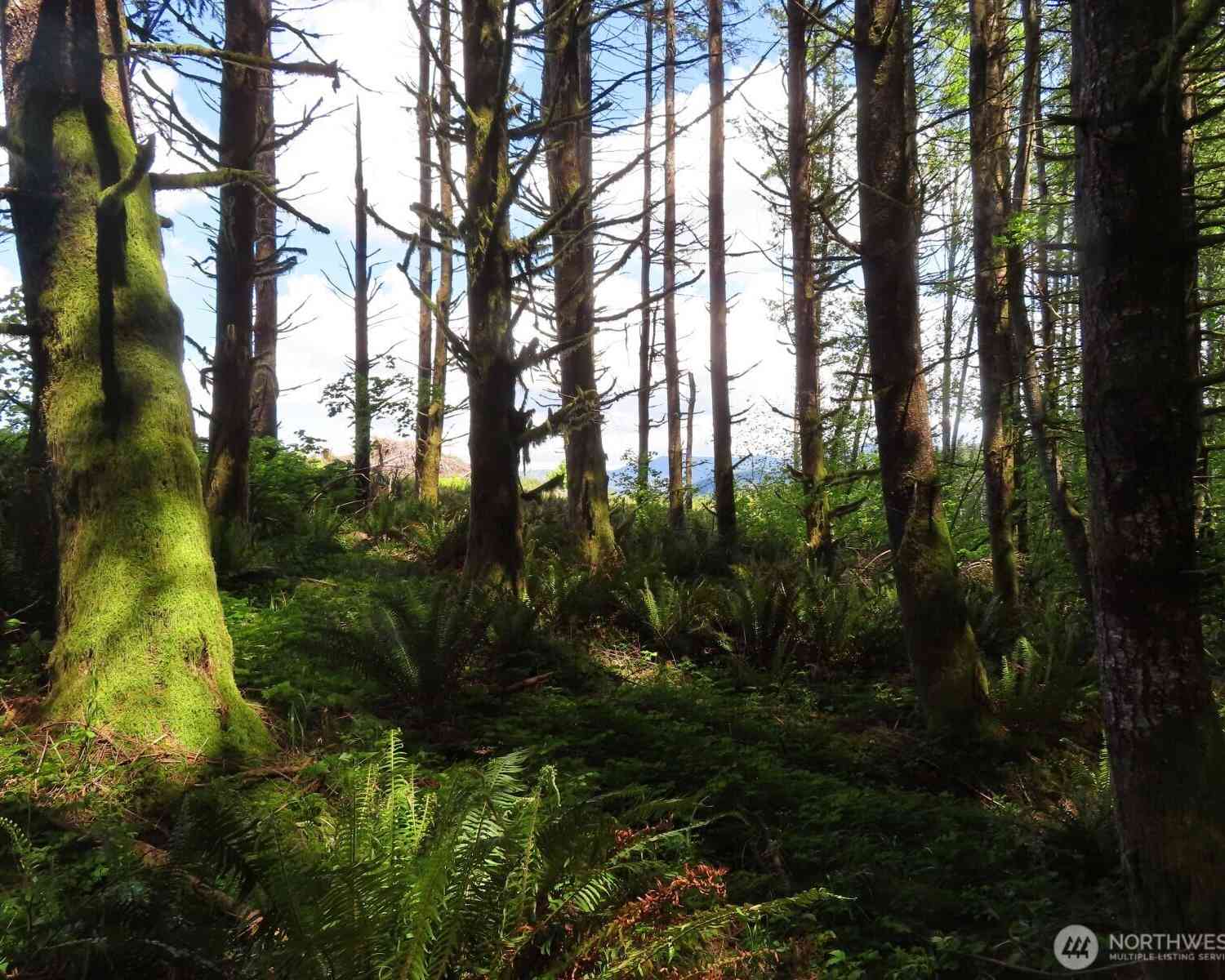 Vacant Land For Sale - 0 XXX Hockett Road<br/> Onalaska, WA 98570